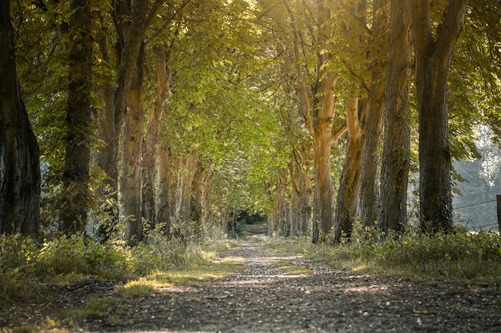 Nikon Z6 sample photo. Avenue, trees, forest path photography
