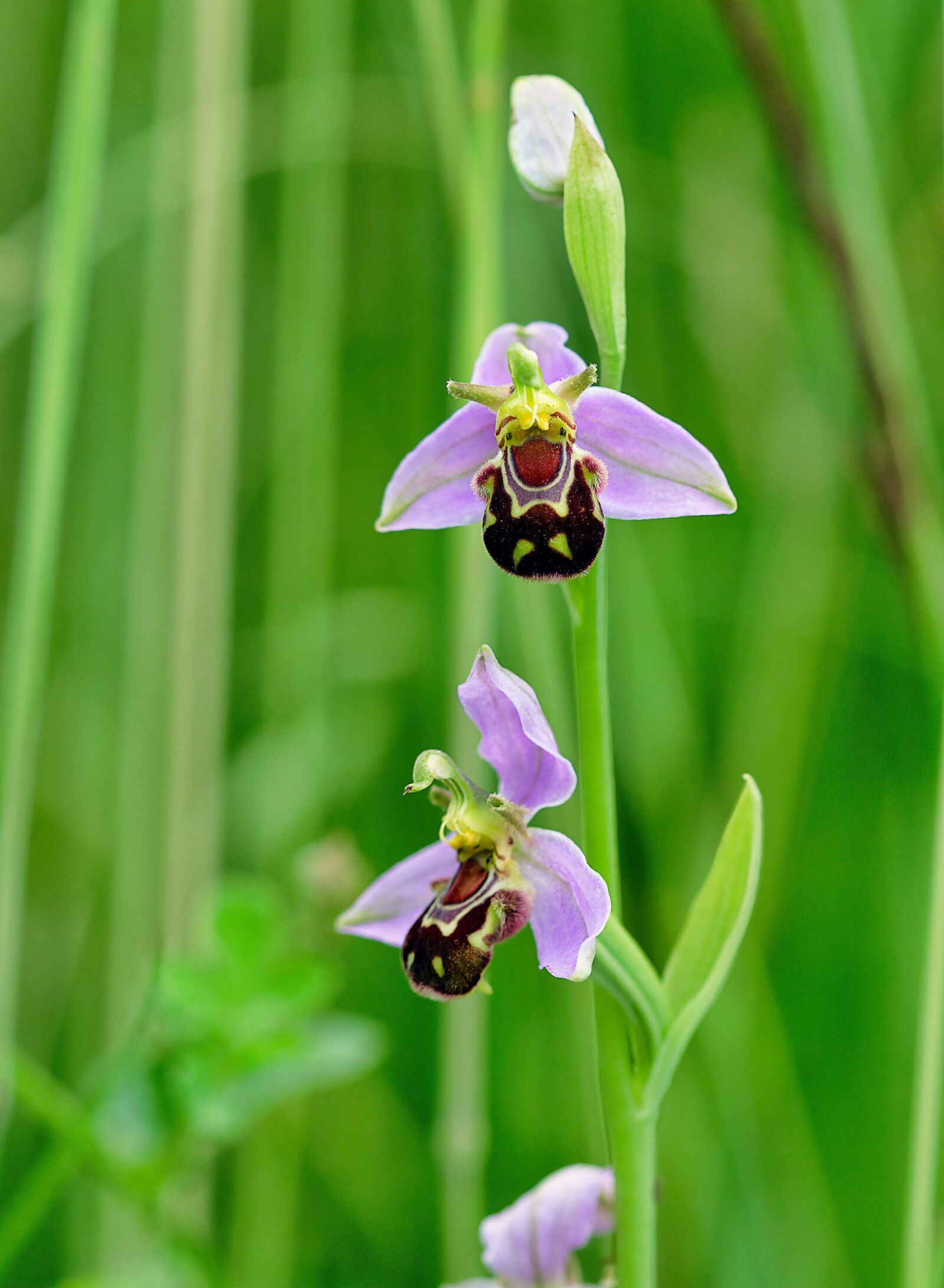 Canon EOS 400D (EOS Digital Rebel XTi / EOS Kiss Digital X) sample photo. Bee-orchid, wildflower, flora photography