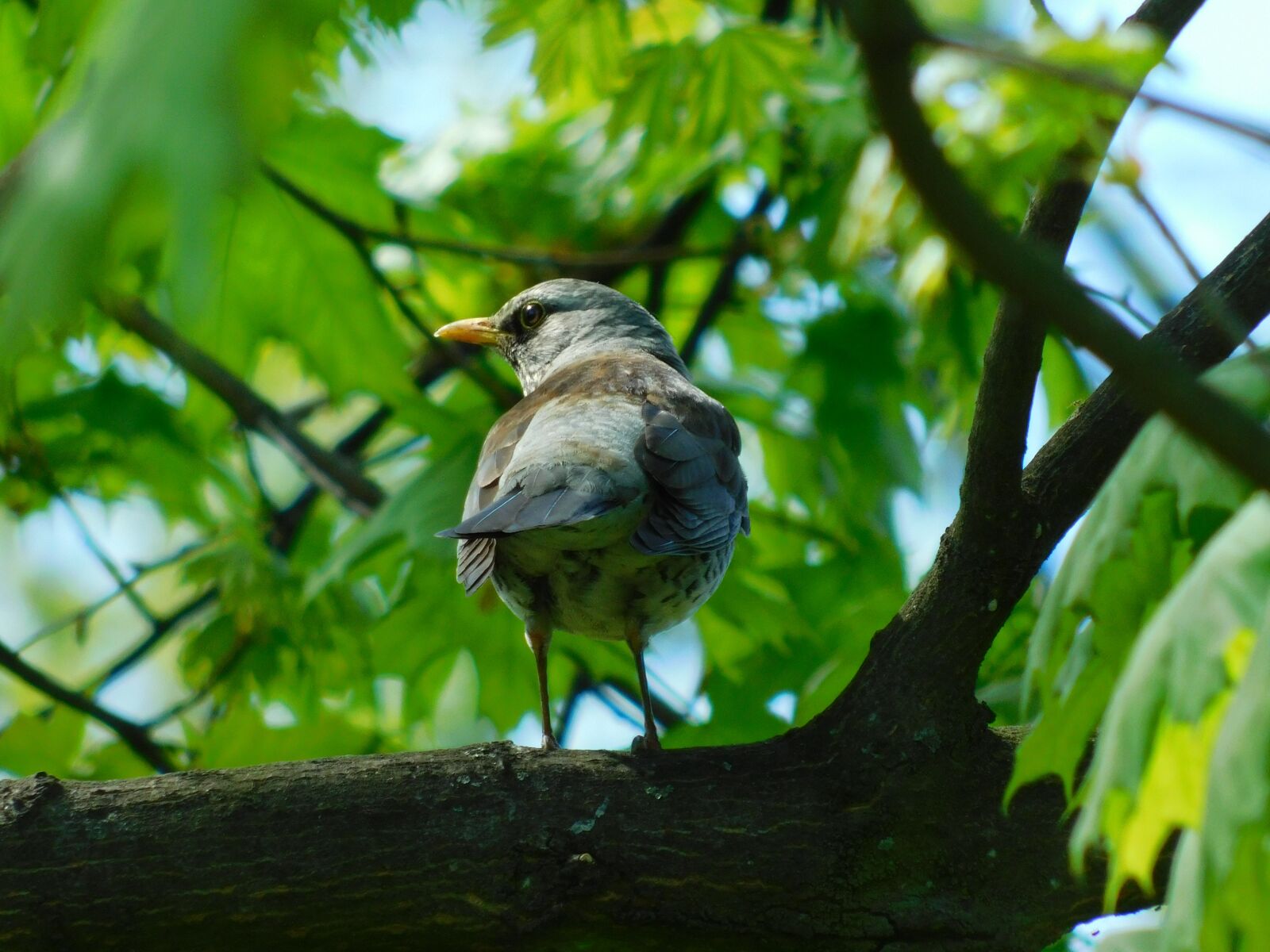 Nikon Coolpix B500 sample photo. Park, beak, nature photography