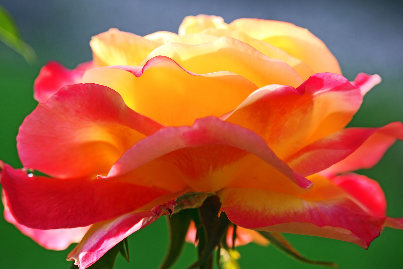 Canon EF-S 55-250mm F4-5.6 IS STM sample photo. Rose, yellow rose, beauty photography