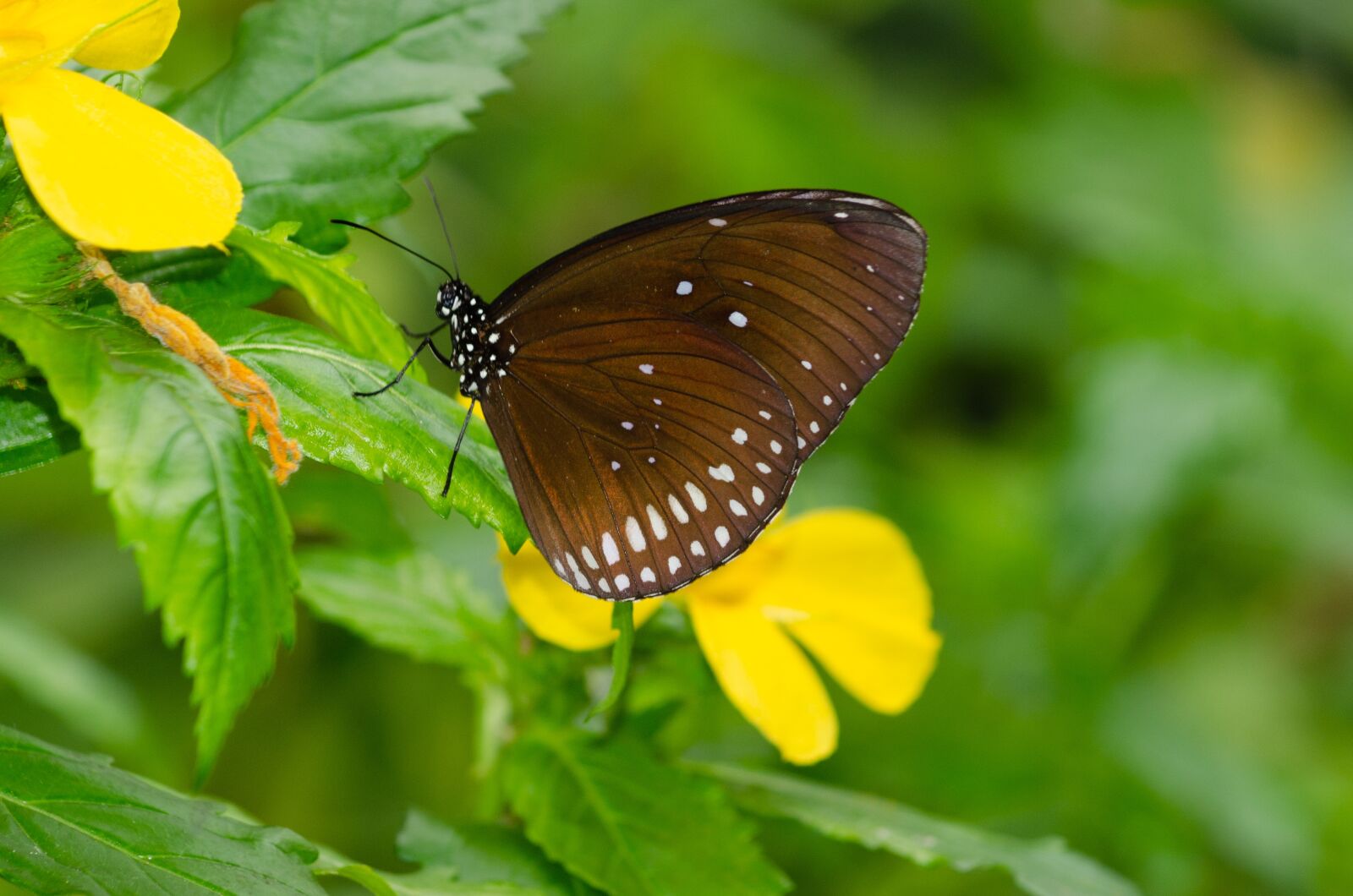 Nikon D5100 sample photo. Butterfly, flower, bug photography