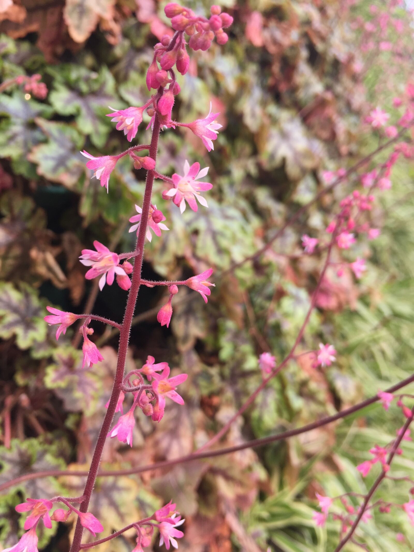 iPhone 6 back camera 4.15mm f/2.2 sample photo. Little flower, green, spring photography