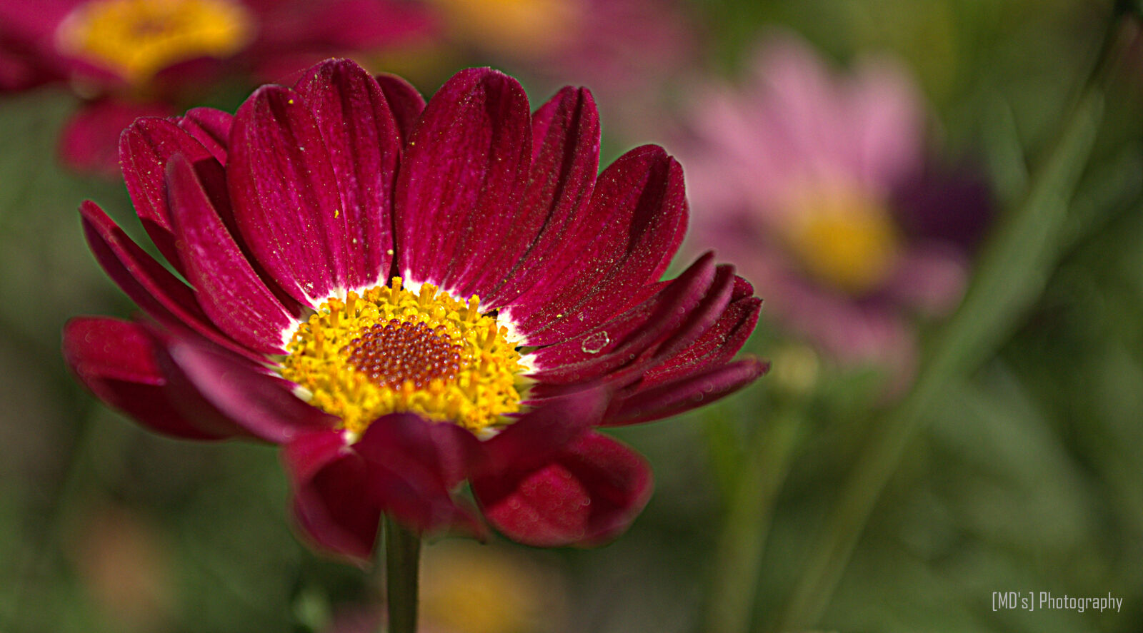 Nikon D5100 sample photo