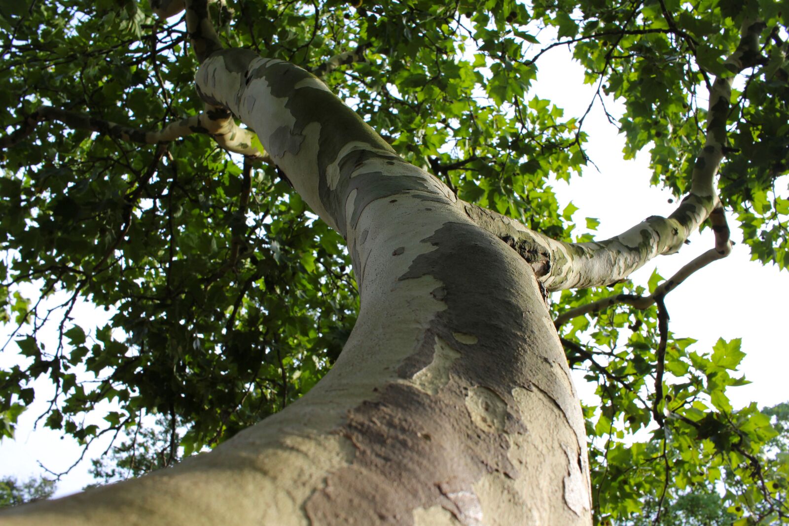 Canon EF-S 24mm F2.8 STM sample photo. Log, bark, branch photography