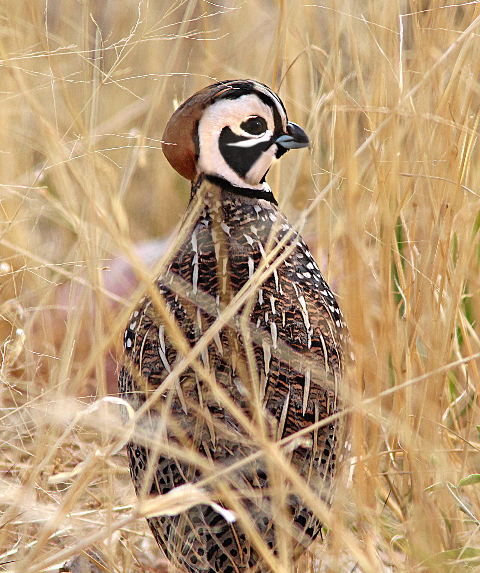 Canon EF 300mm F4L IS USM sample photo