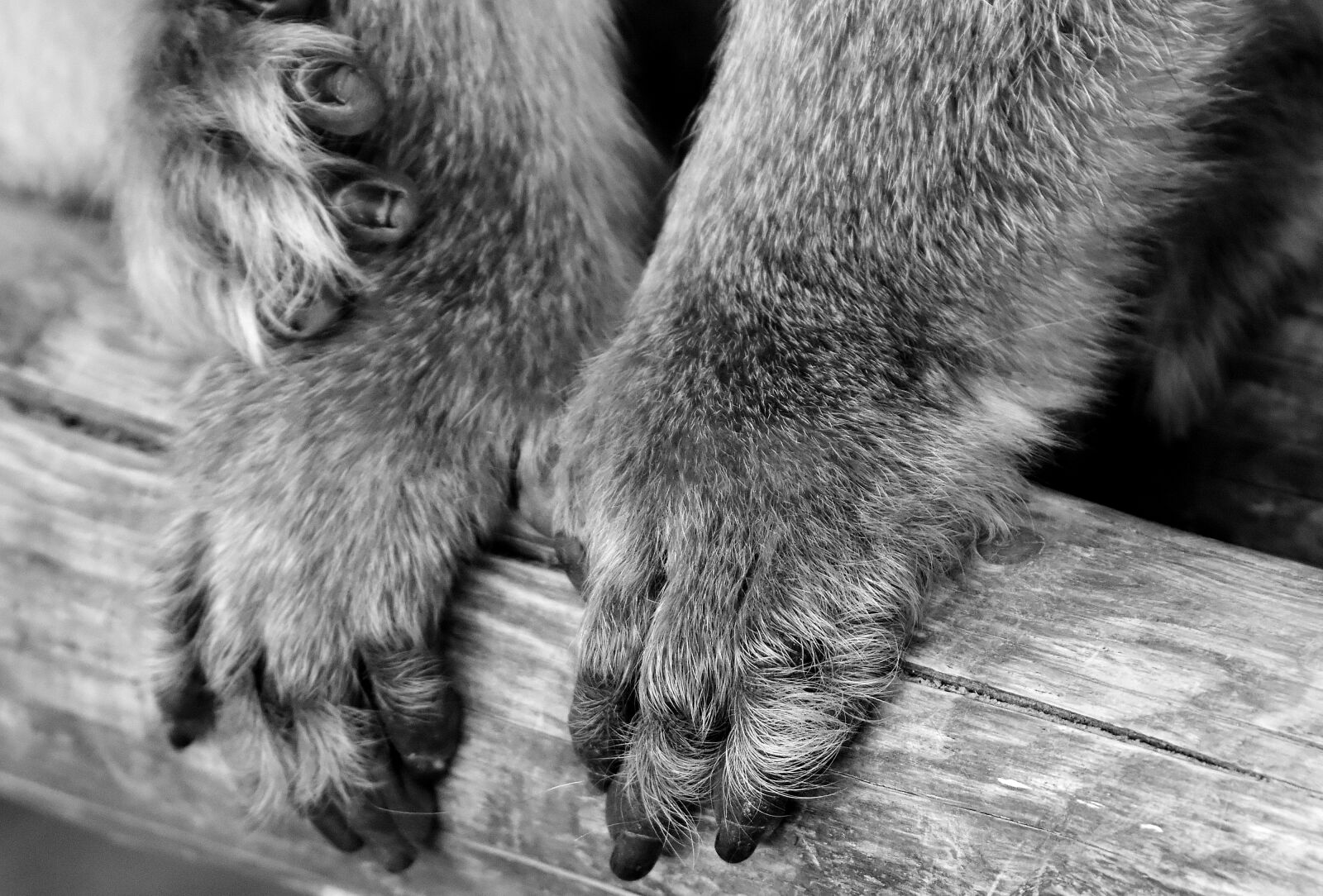 Nikon D7200 sample photo. Ape, barbary ape, paws photography