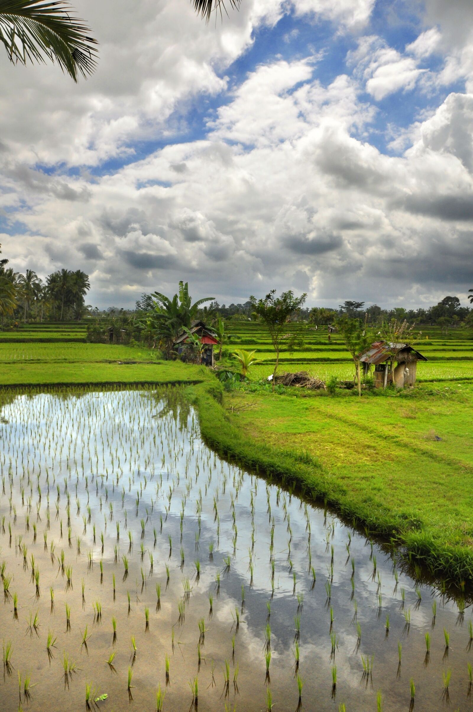 Nikon D90 sample photo. Paddy, clouds, water photography