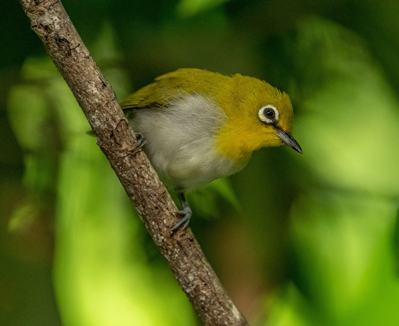 Nikon D850 sample photo. Bird, small, yellow photography