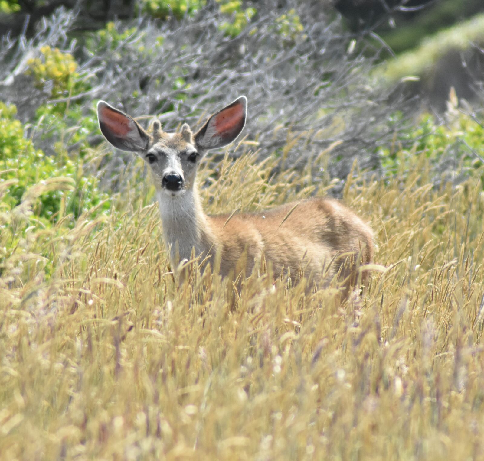 Nikon D3400 sample photo. Deer, wildlife, animal photography