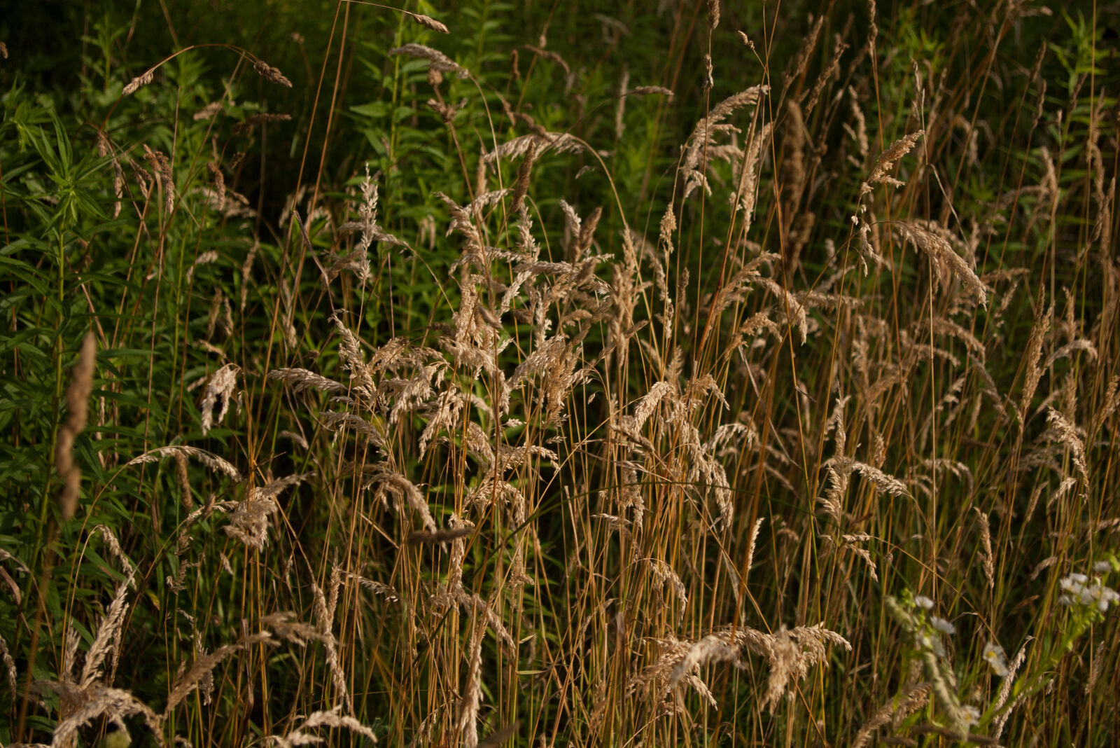 Pentax *ist DS sample photo