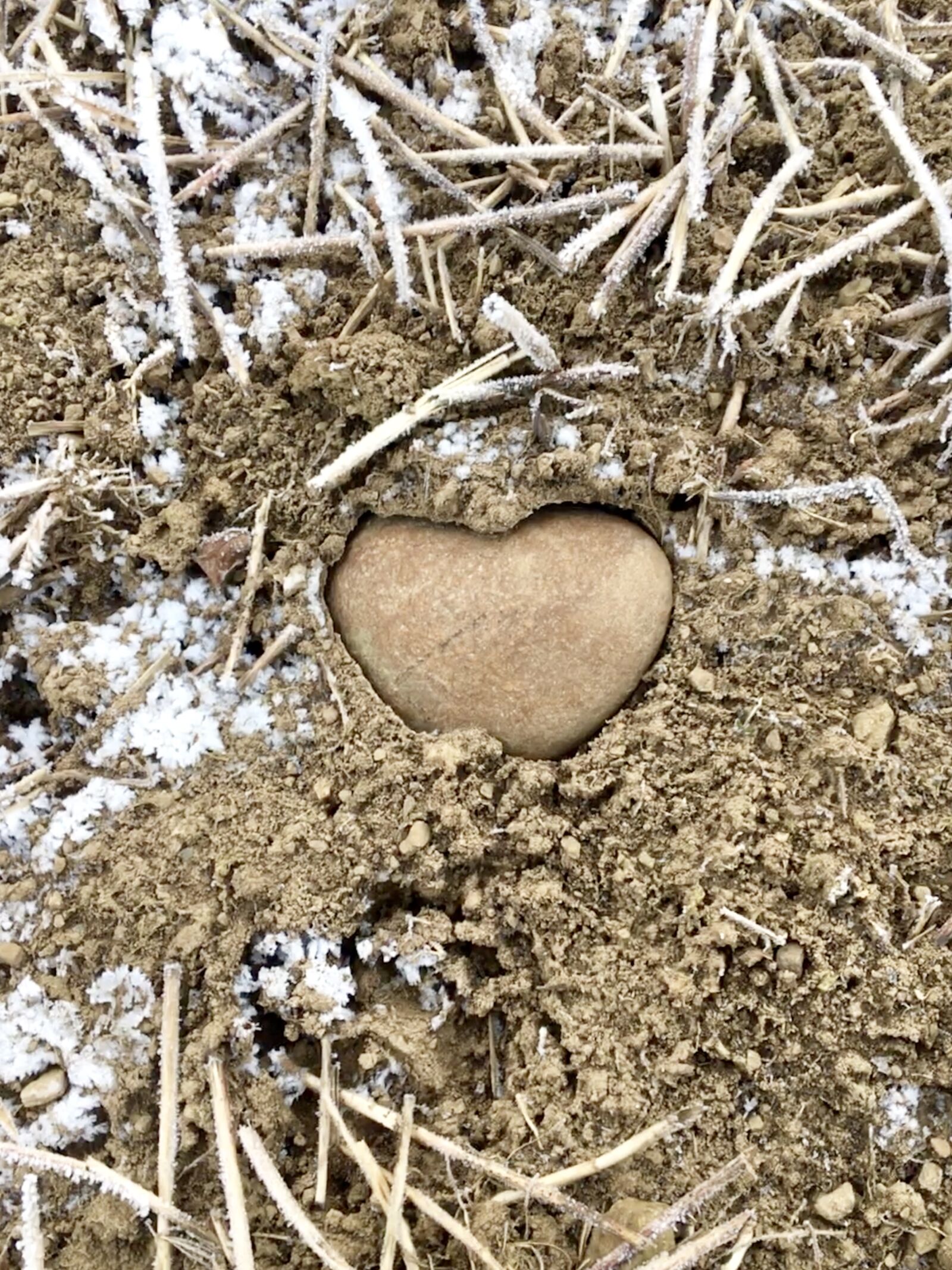 Apple iPhone 6s sample photo. Random, nature, heart photography