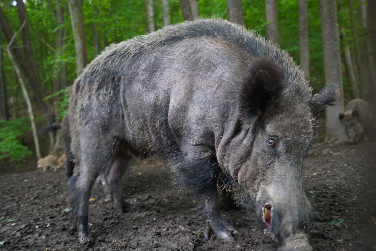 Sony a6400 + Sigma 16mm F1.4 DC DN | C sample photo. Wild boar, pig, sows photography