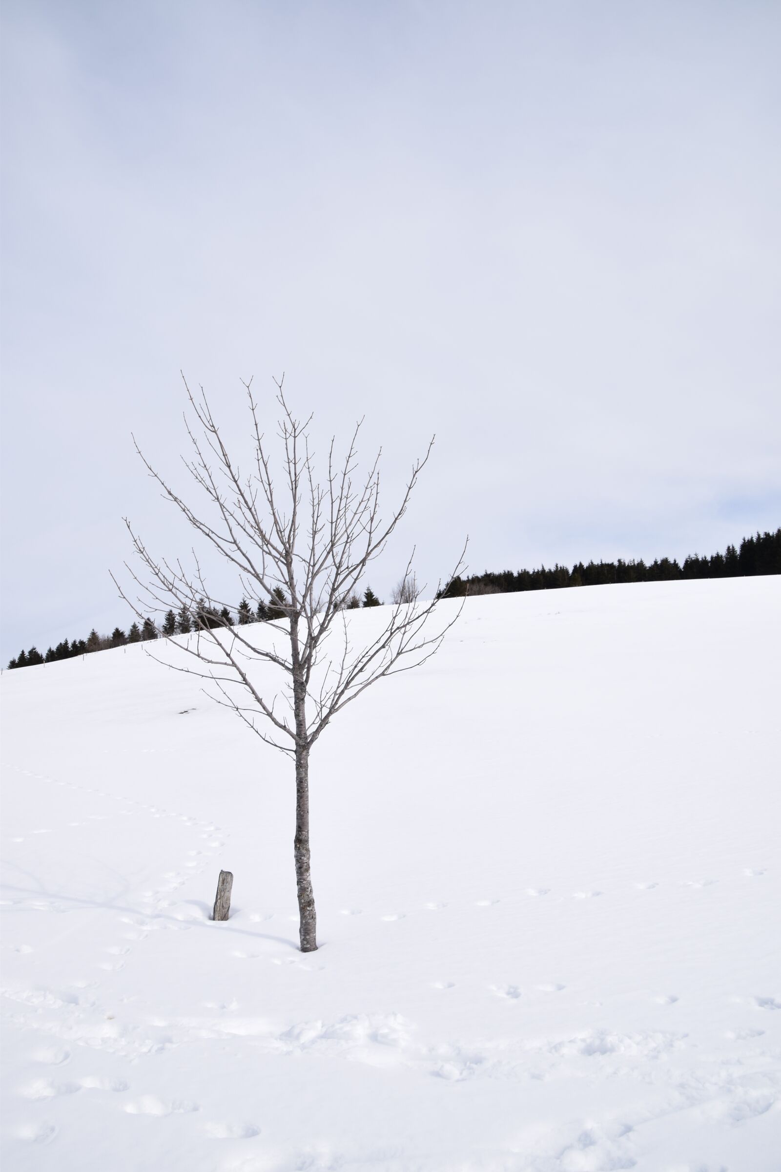 Nikon D5300 sample photo. Snow, black forest, white photography
