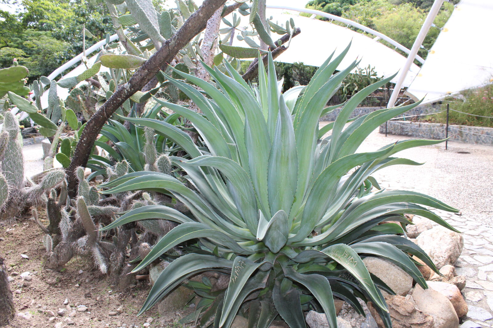 Canon EOS 1300D (EOS Rebel T6 / EOS Kiss X80) sample photo. Plant photography