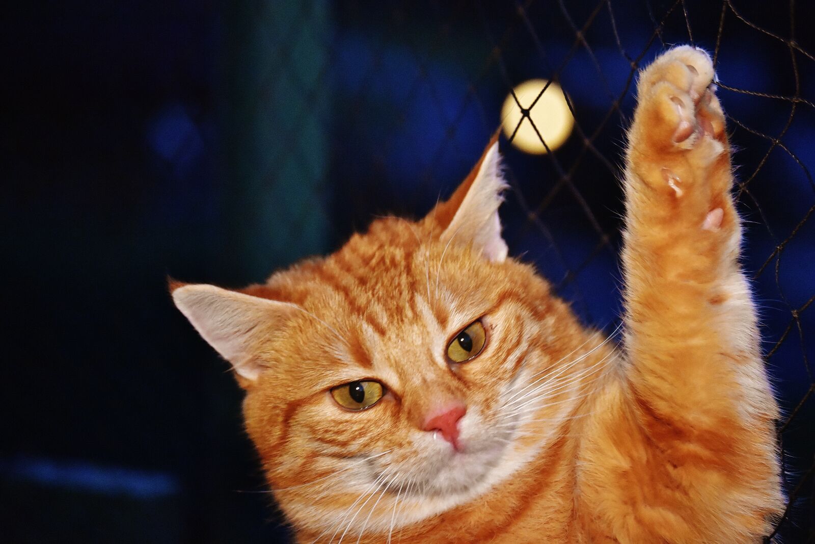 Nikon D7200 sample photo. Cat, red, funny photography