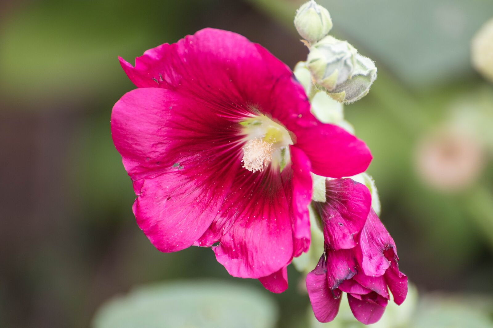 Canon EOS 6D Mark II sample photo. Clematis, flowers, creeper photography