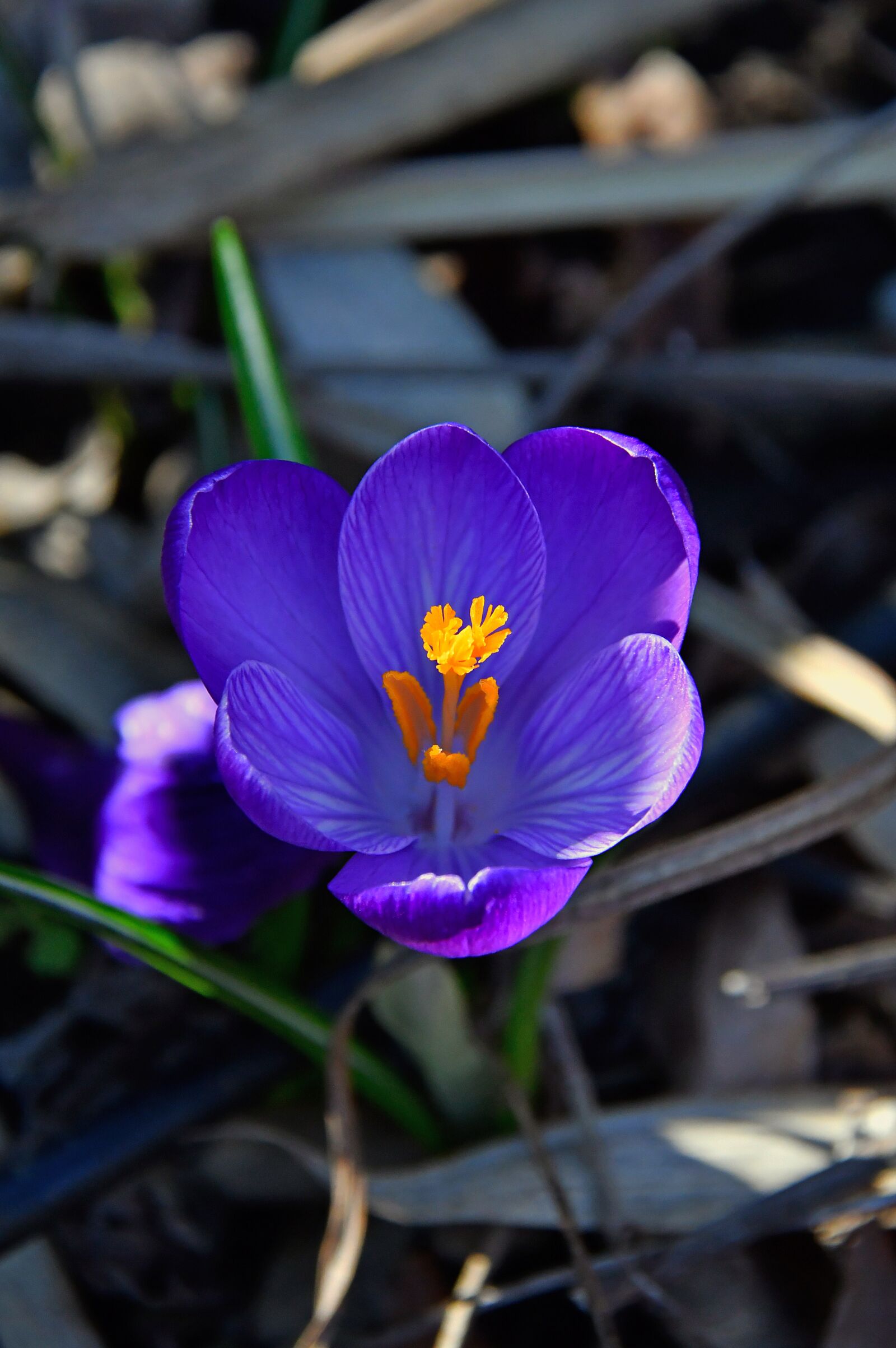 Nikon D3200 sample photo. Croccus, flower, spring photography