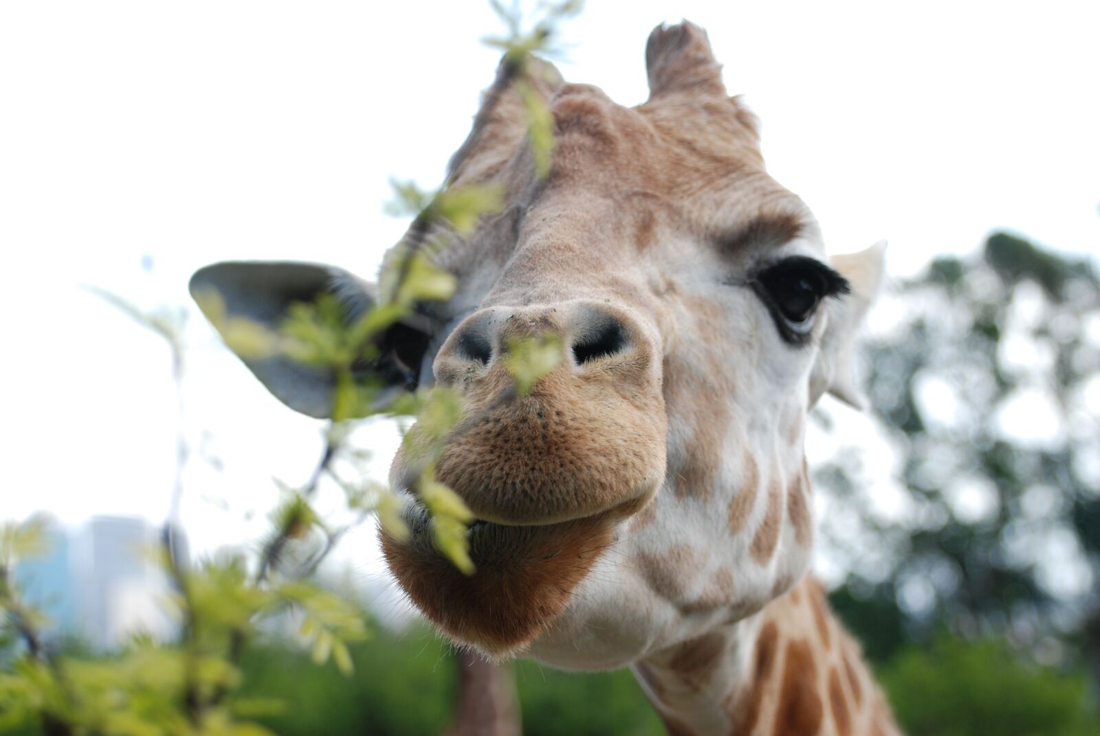 Nikon D80 sample photo. Giraffe, eat, animal world photography