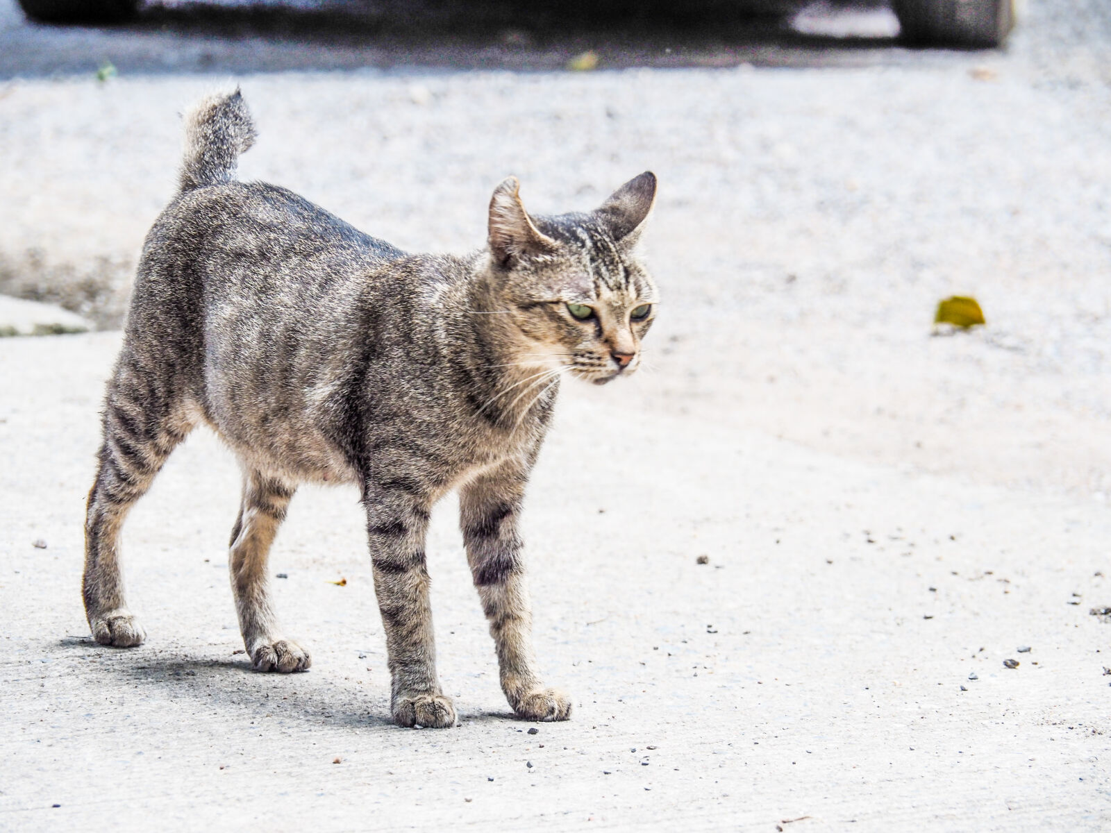 Olympus OM-D E-M10 II + OLYMPUS M.14-150mm F4.0-5.6 II sample photo. Animal, photography, cat photography