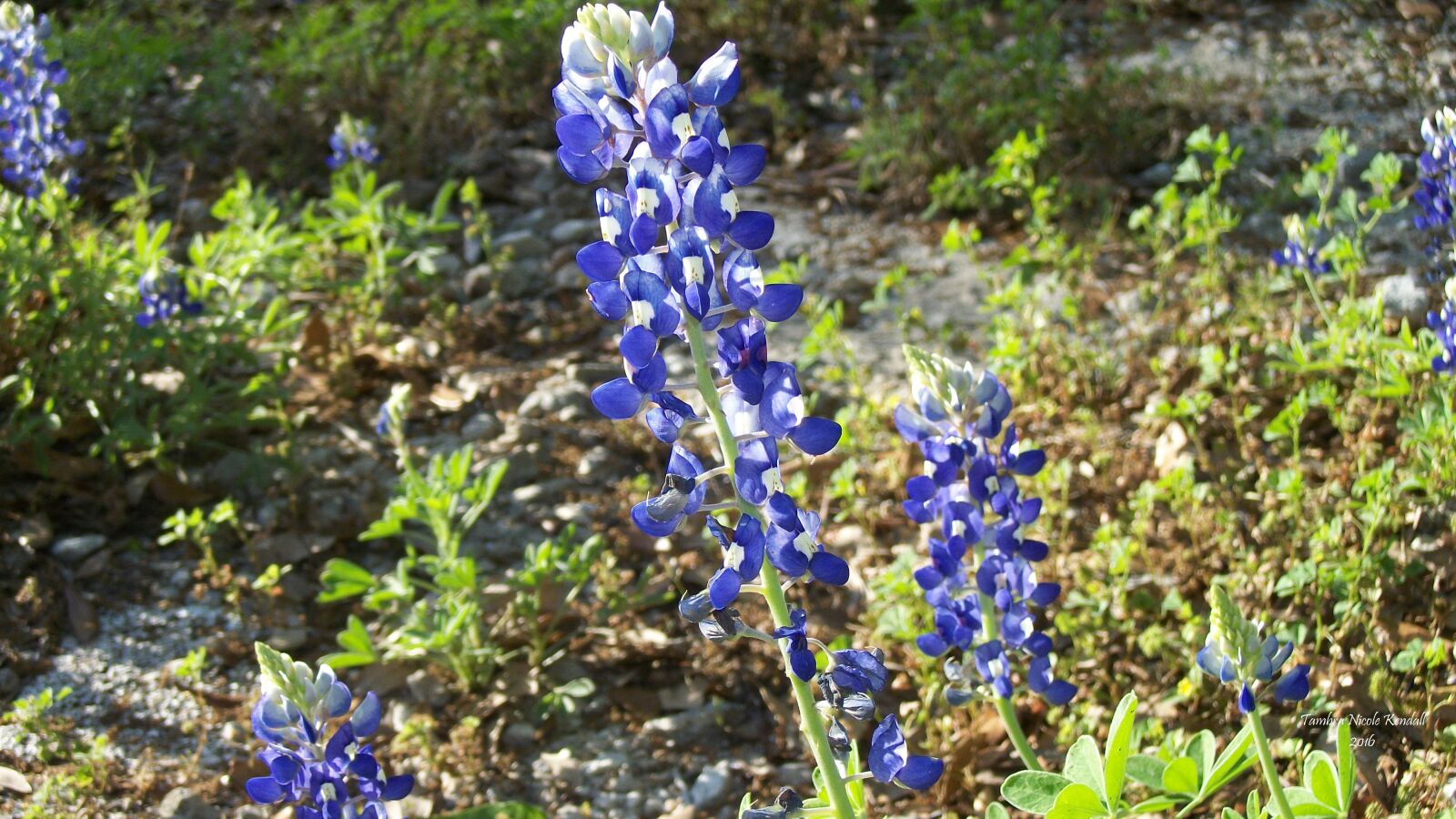 Kodak EASYSHARE C182 DIGITAL CAMERA sample photo. Flower, nature, flora photography