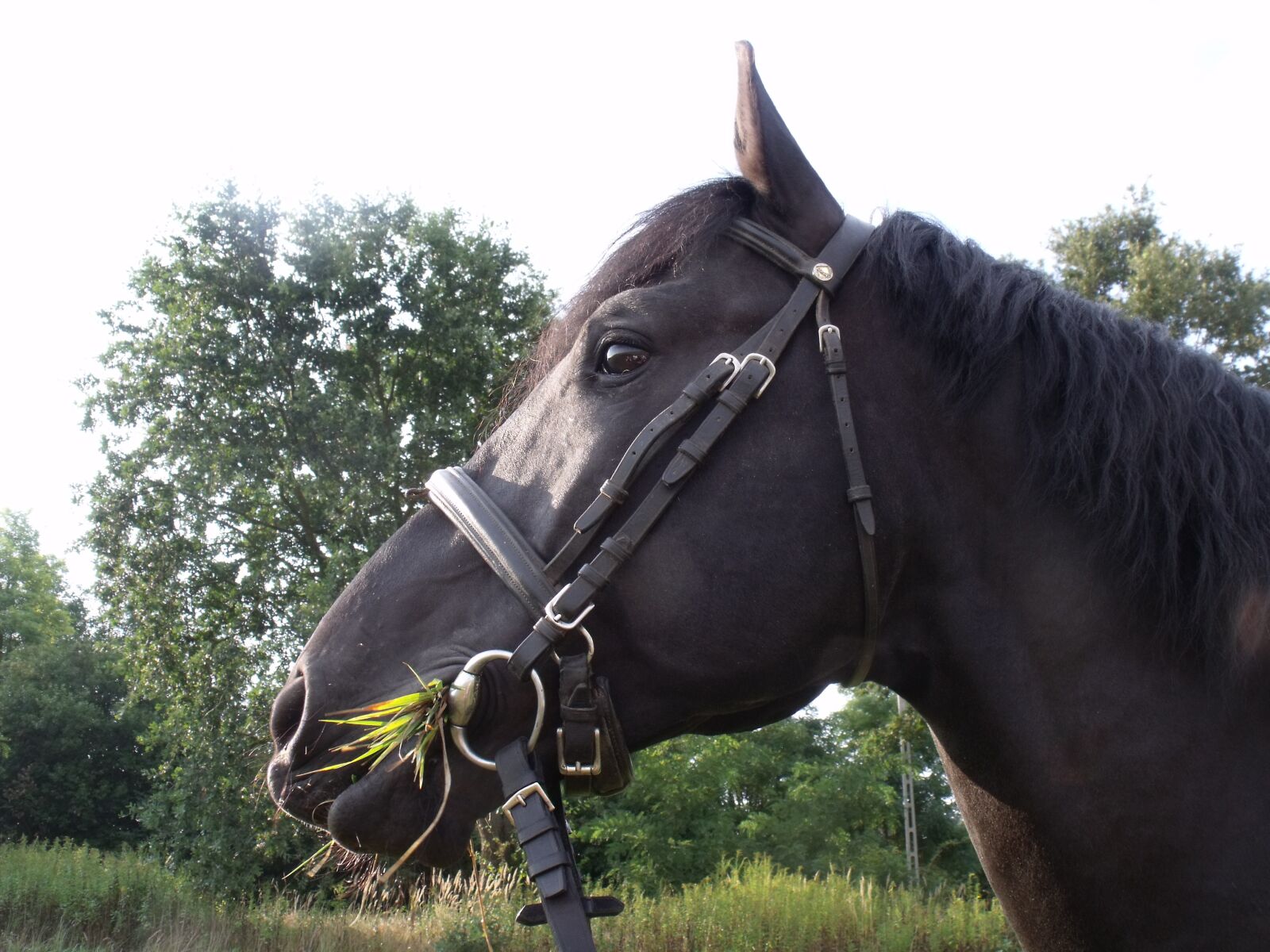 Fujifilm FinePix S1500 sample photo. Nóniusz, black, horse photography