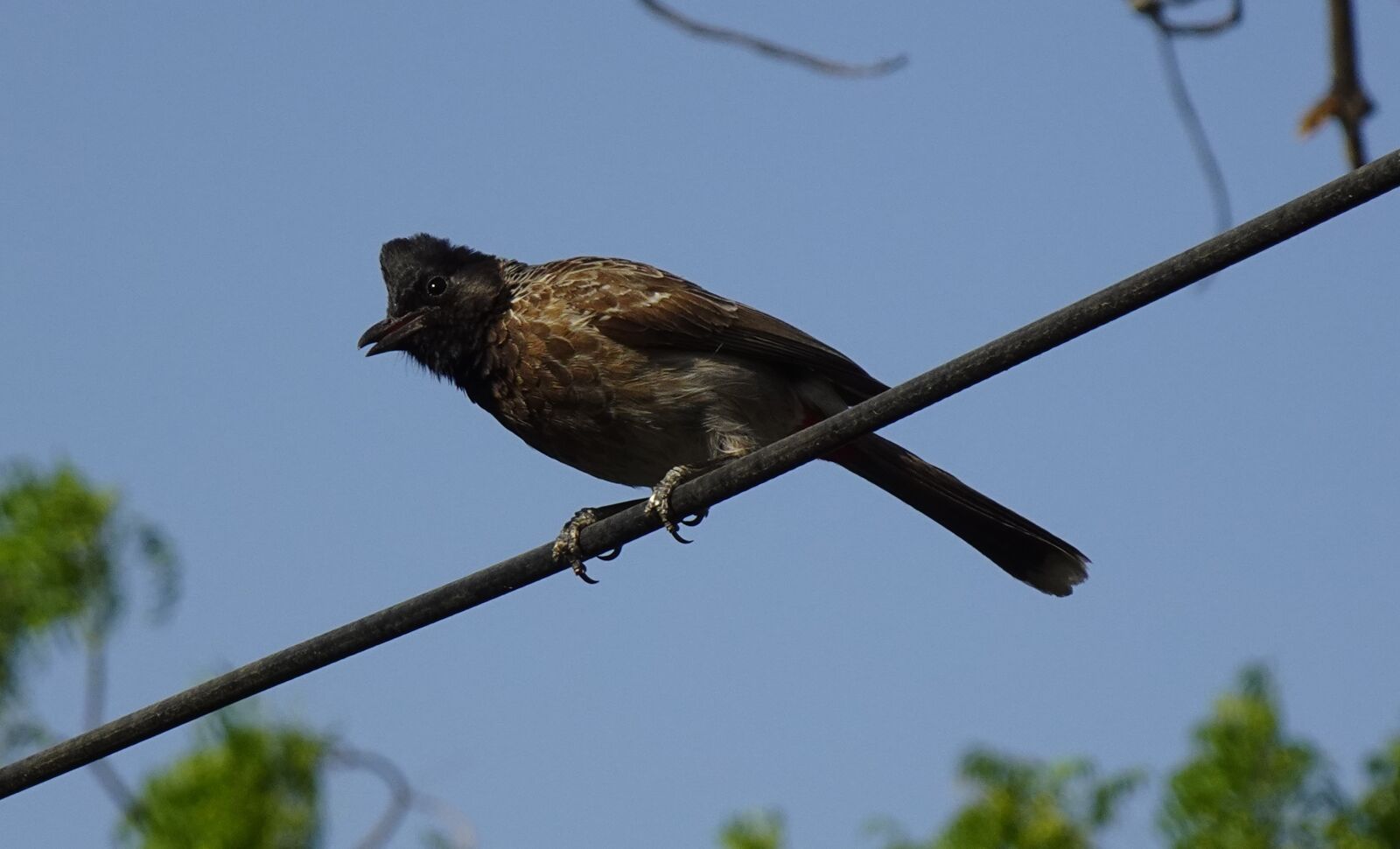 Sony DSC-WX800 sample photo. Bird, red-vented bulbul, pycnonotus photography