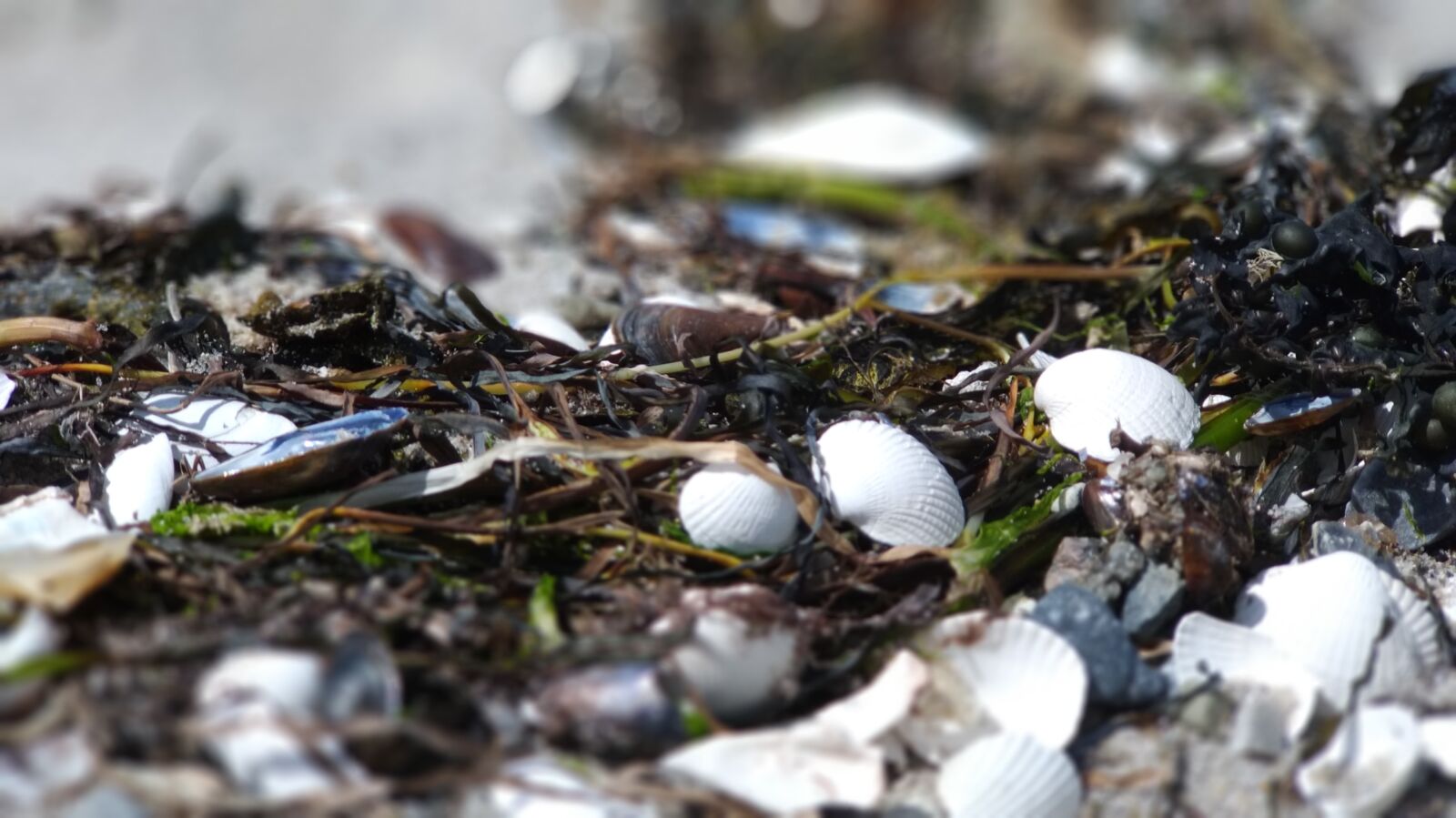 ASUS ZenFone 3 Zoom (ZE553KL) sample photo. Baltic sea, sea, beach photography