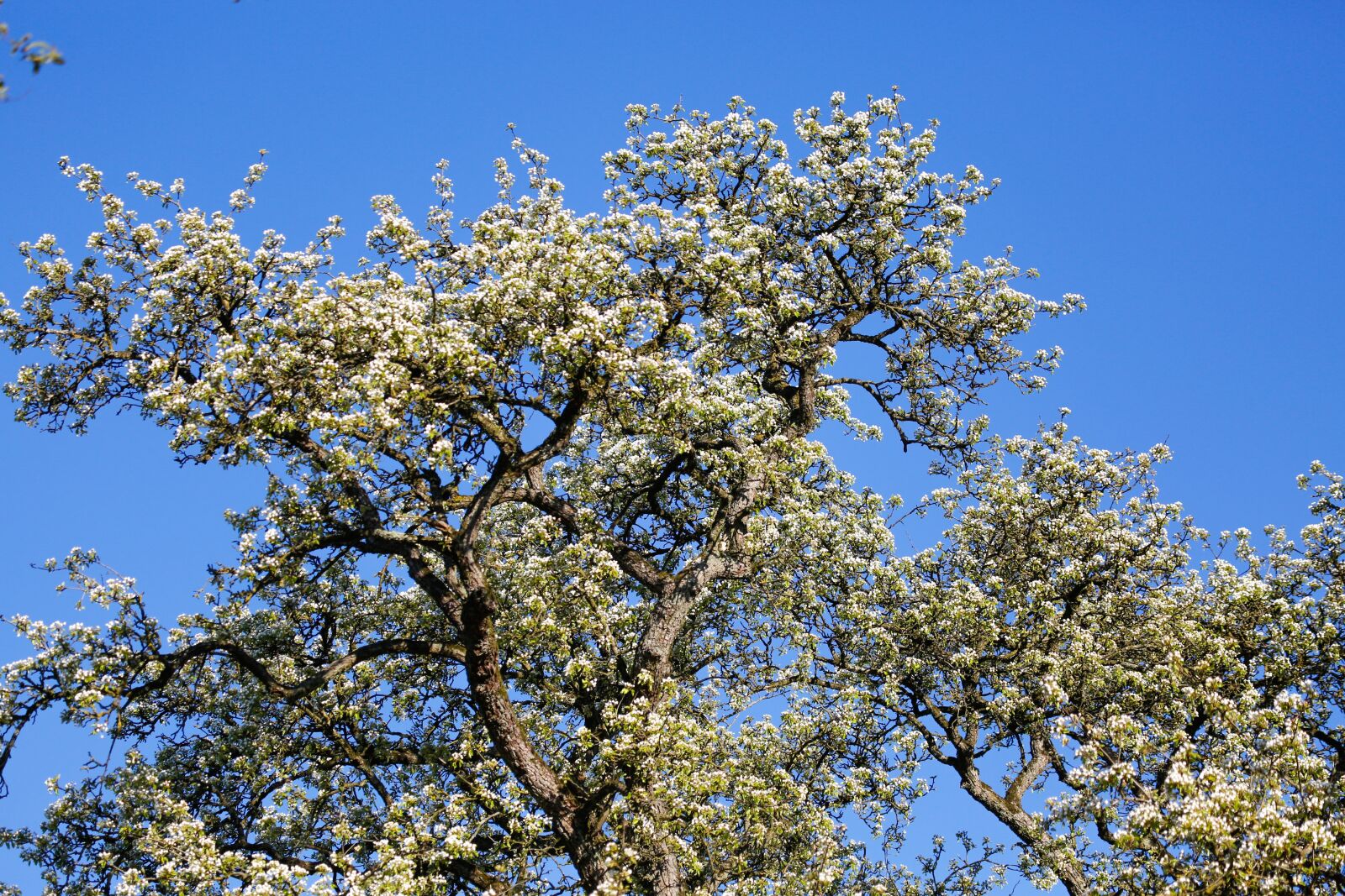 Canon EF 100-400mm F4.5-5.6L IS USM sample photo. Spring, engine, scion photography
