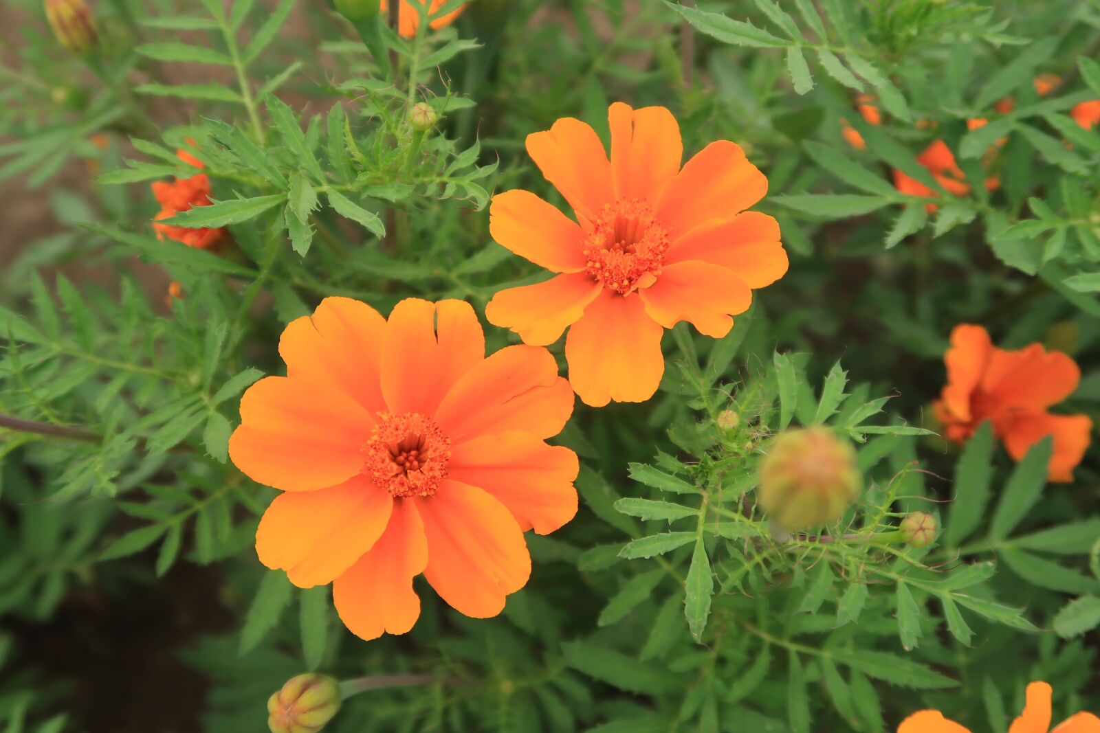 Canon PowerShot G7 X Mark II sample photo. Flowers, grass, summer photography