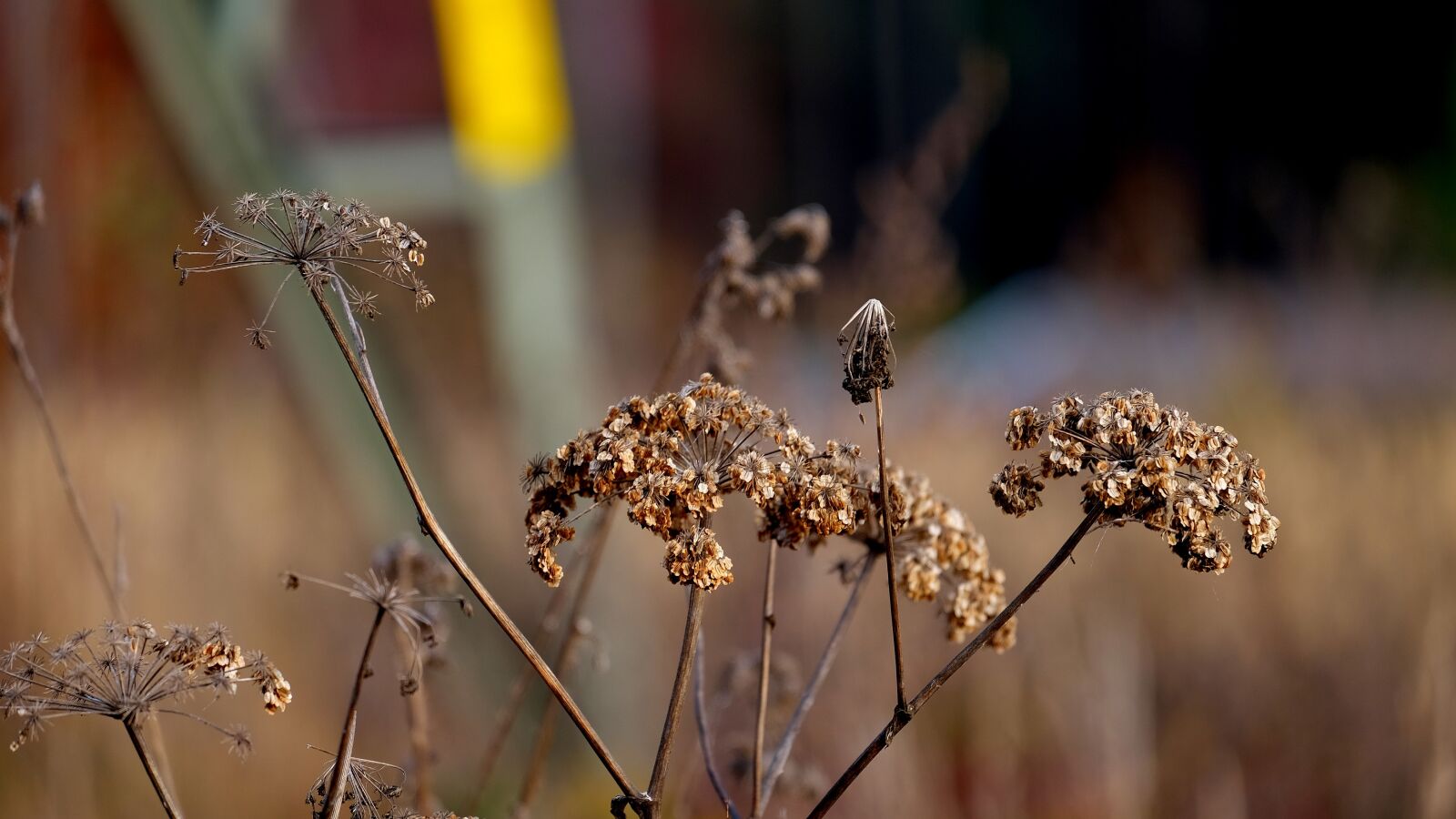Fujifilm X-T10 sample photo. Nature, withered, plant photography