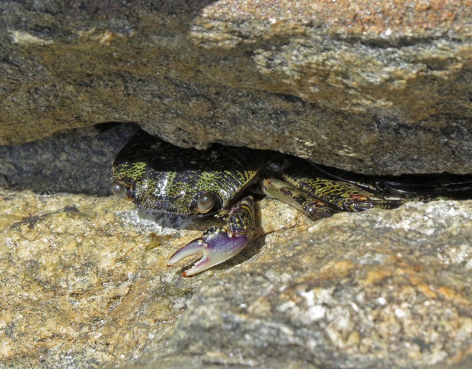 Canon PowerShot SX50 HS sample photo. Crab, rocks, albany photography