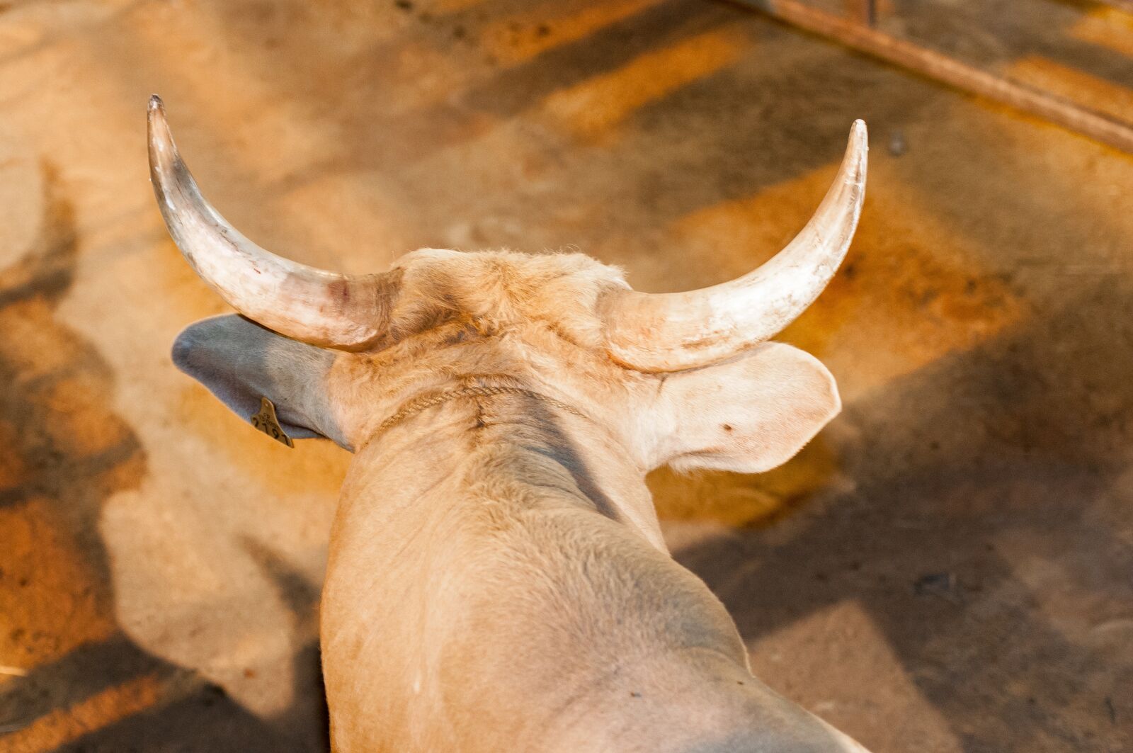 Nikon D300S sample photo. Bull, horns, cattle photography