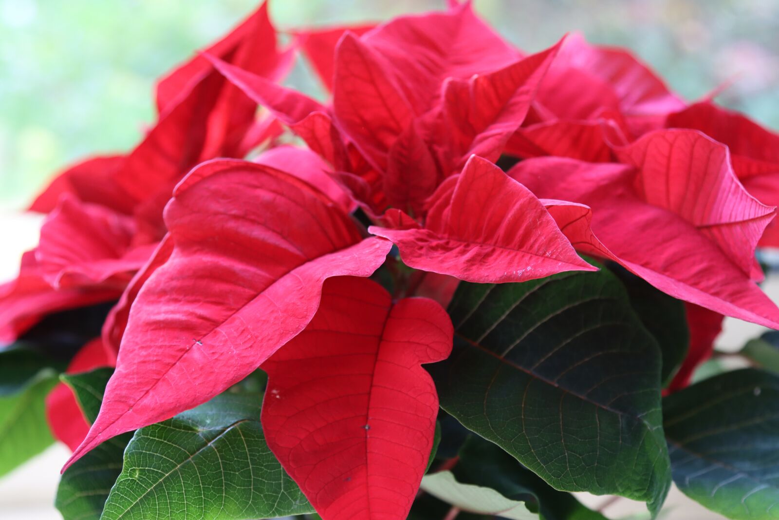 Canon EOS 90D sample photo. Poinsettia, flower, christmas photography