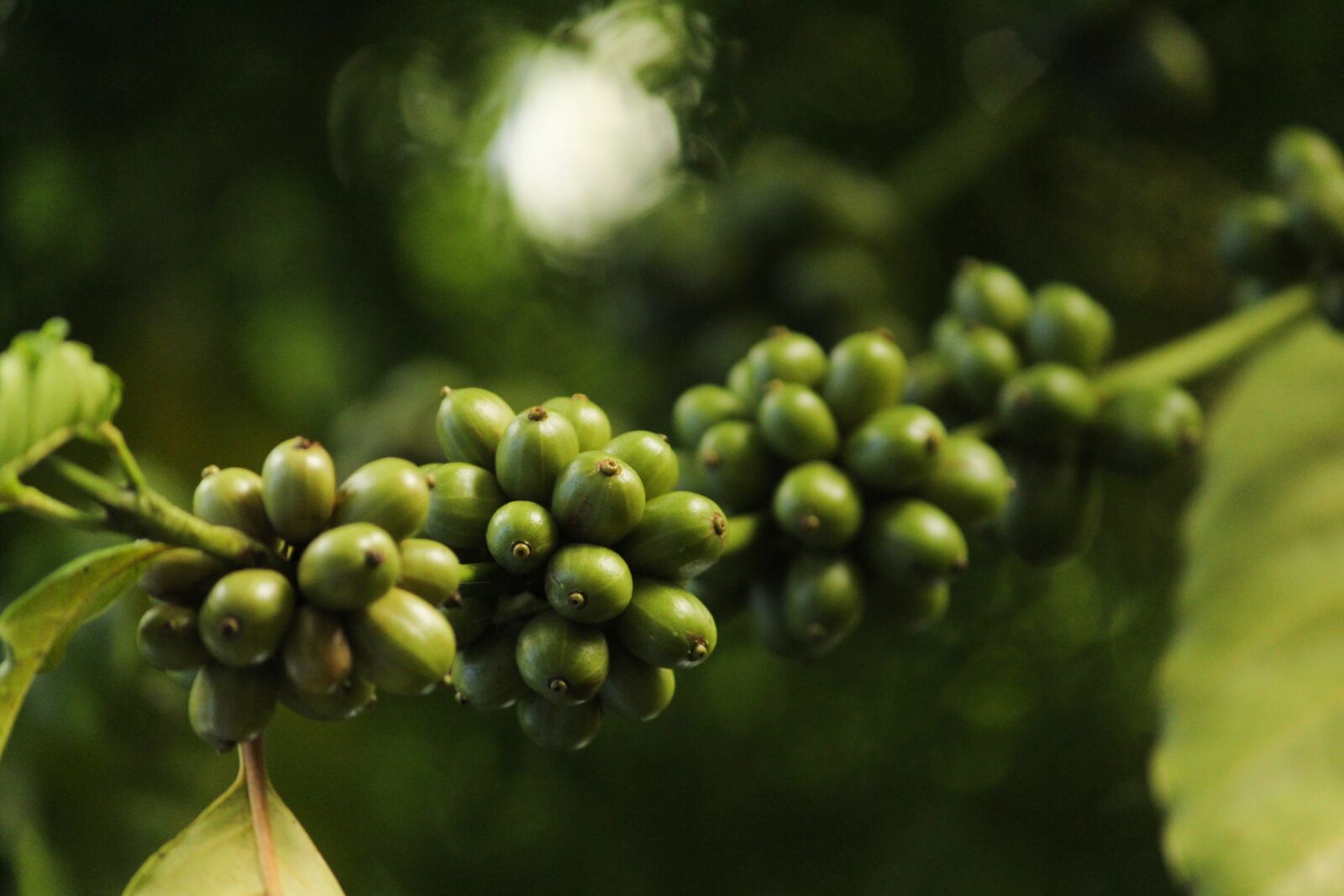 Canon EOS 1300D (EOS Rebel T6 / EOS Kiss X80) sample photo. Coffee, coffee bean, beans photography