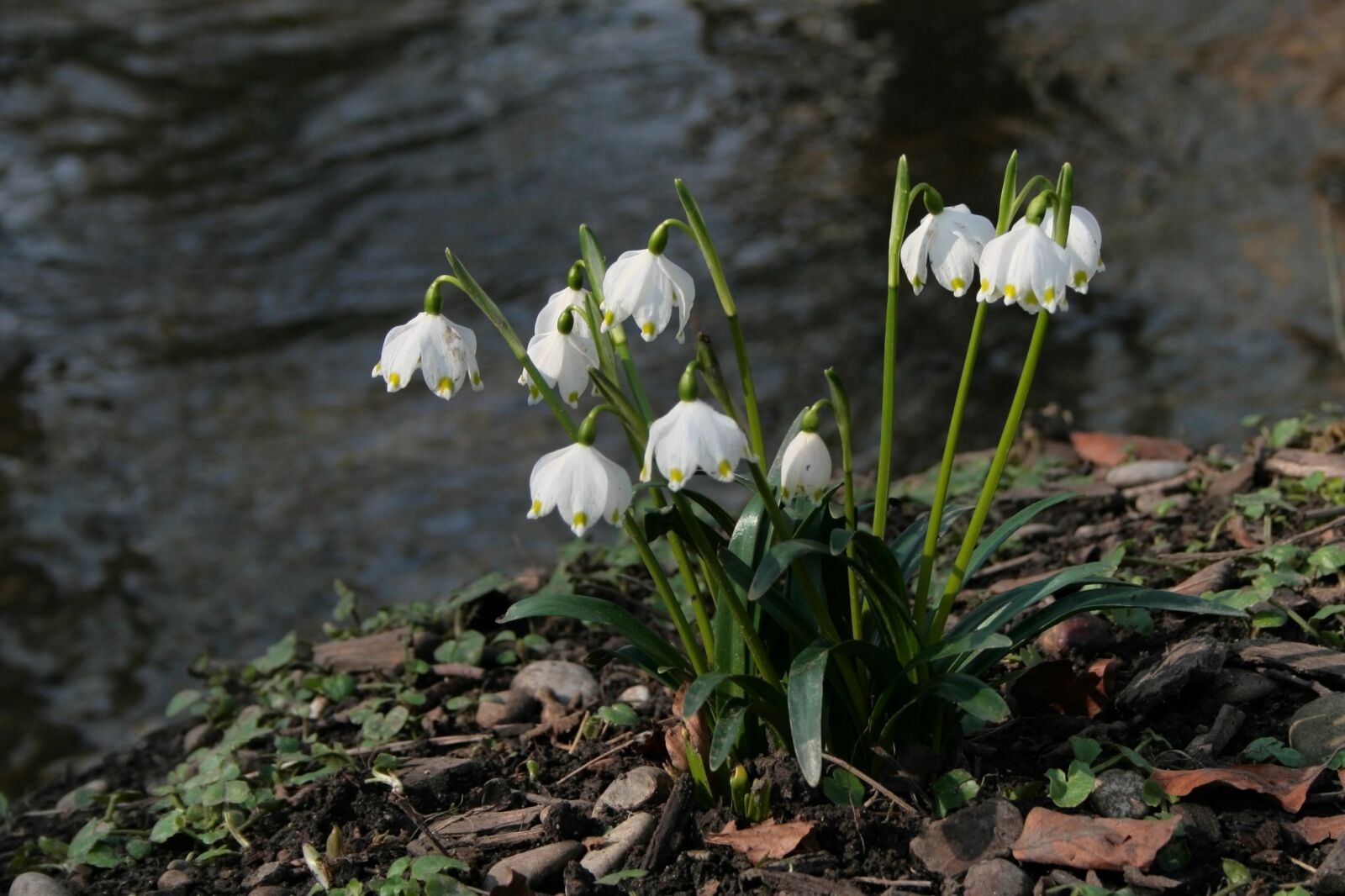 Canon EOS 400D (EOS Digital Rebel XTi / EOS Kiss Digital X) sample photo. Spring snowflake, spring, spring photography