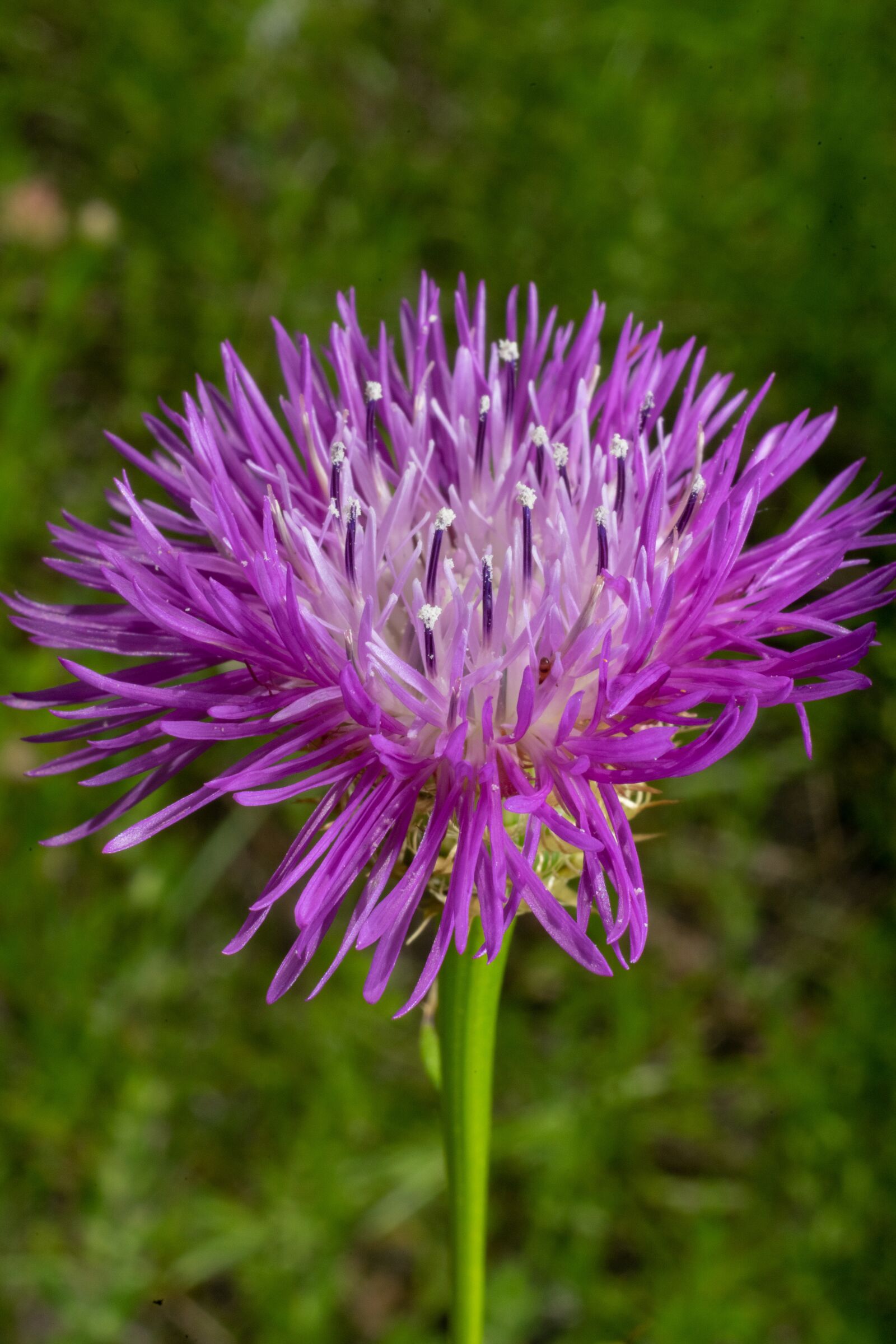 Sony a7 II + Sony FE 50mm F1.8 sample photo. Purple, green, flower photography