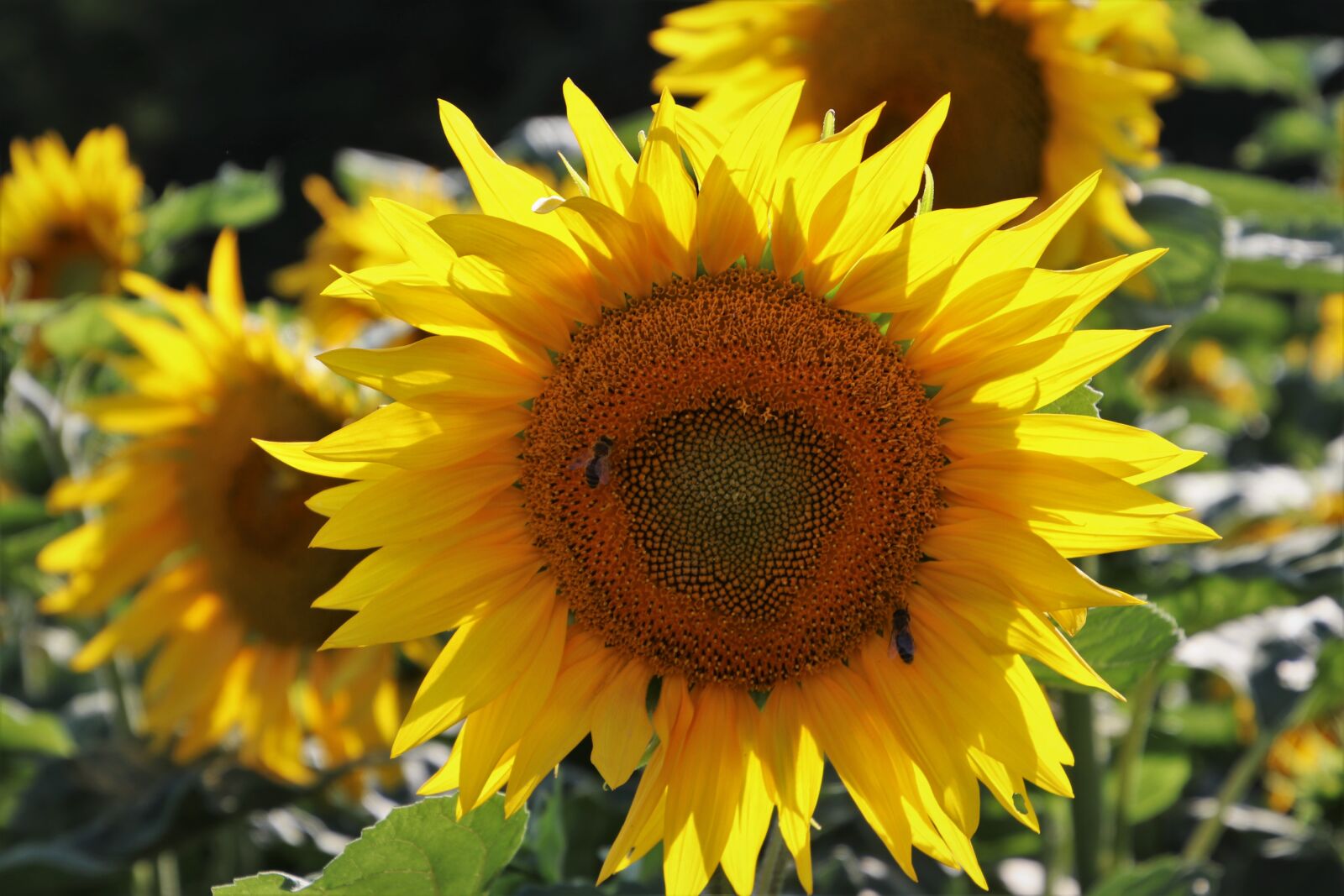 Canon EOS 80D sample photo. Sunflower, boost, sunflowers photography
