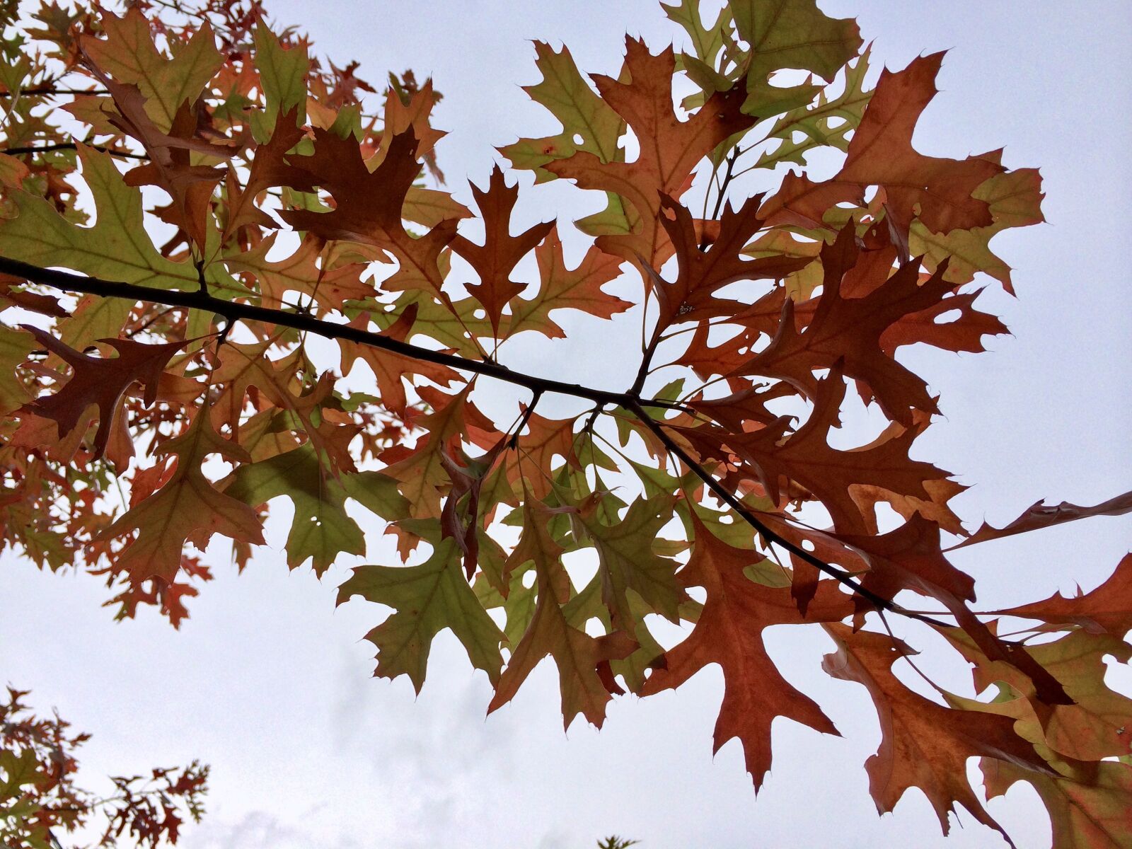 iPhone 5s back camera 4.12mm f/2.2 sample photo. Autumn, leaves, fall foliage photography