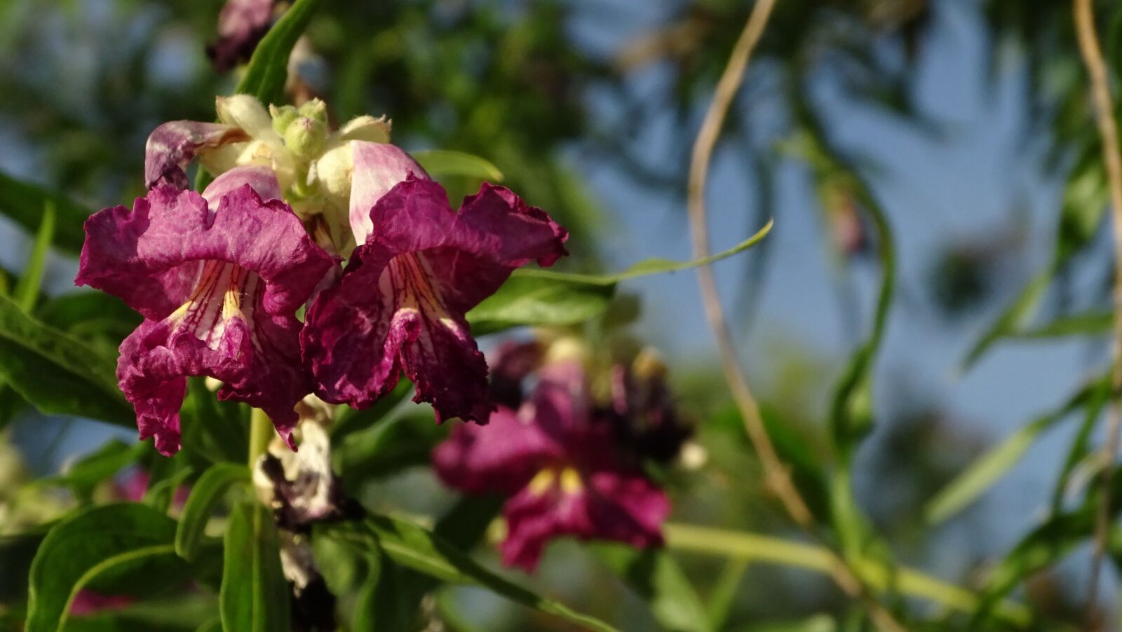 Sony Cyber-shot DSC-HX400V sample photo. Purple, flower, bloom photography