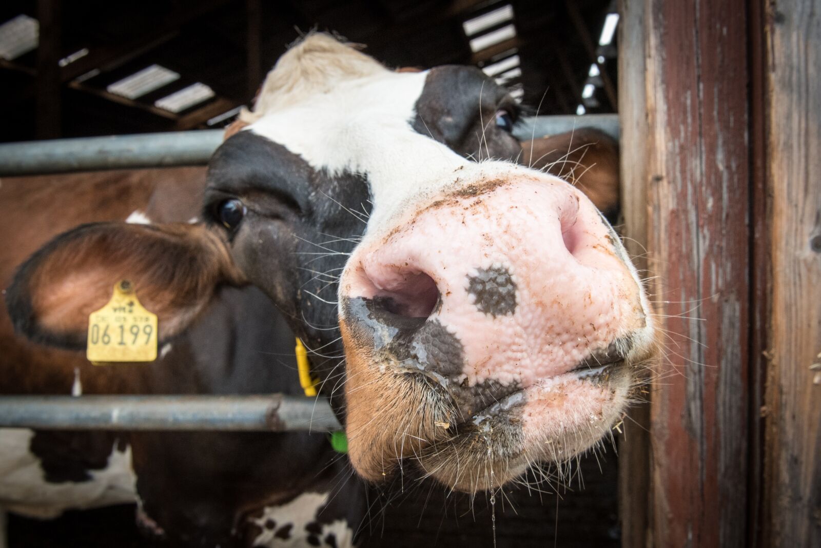 Nikon D750 sample photo. Cow, beef, dairy cattle photography