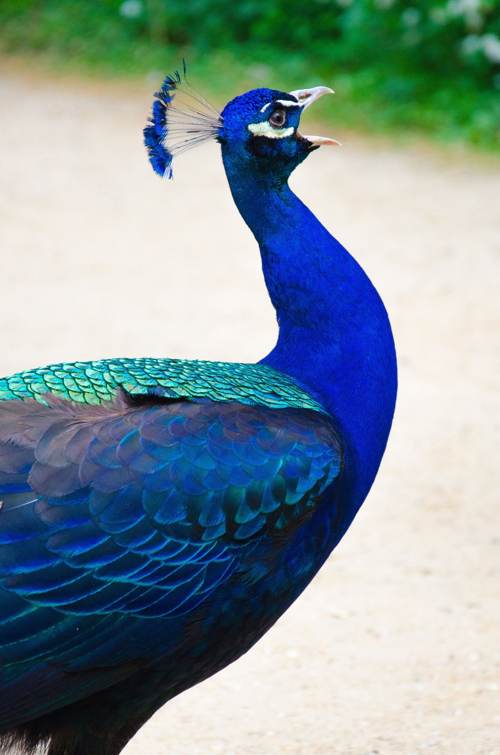 Nikon D5100 sample photo. Peacock, bird, blue photography