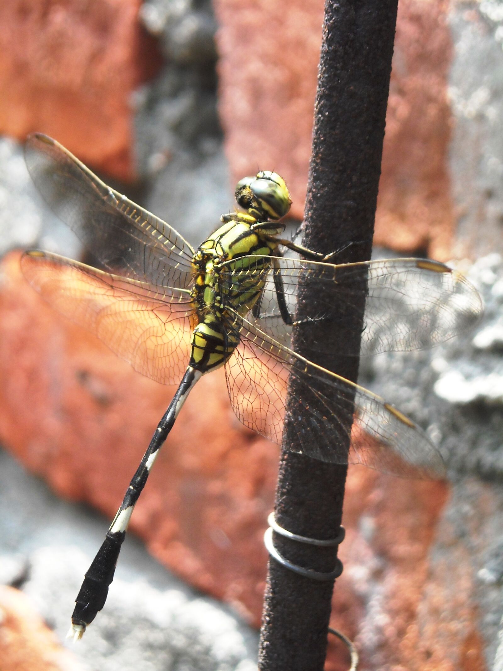 Nikon Coolpix L16 sample photo. Dragonfly, green, black photography