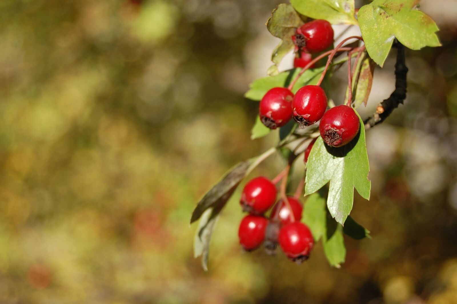 Nikon D40 sample photo. Berry, fruit, tree, leaf photography