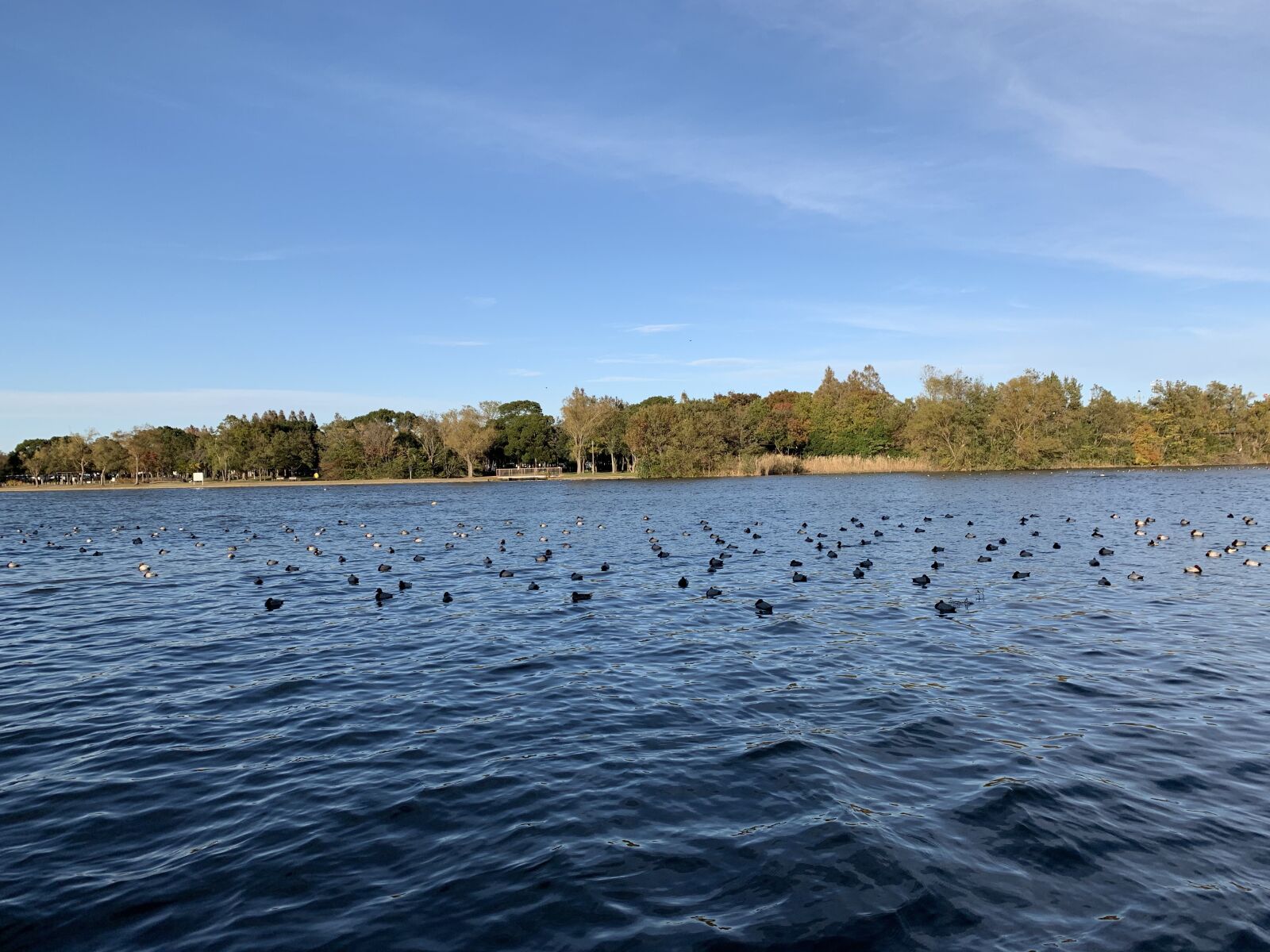 iPhone XR back camera 4.25mm f/1.8 sample photo. Mizumoto park, katsushika, tokyo photography
