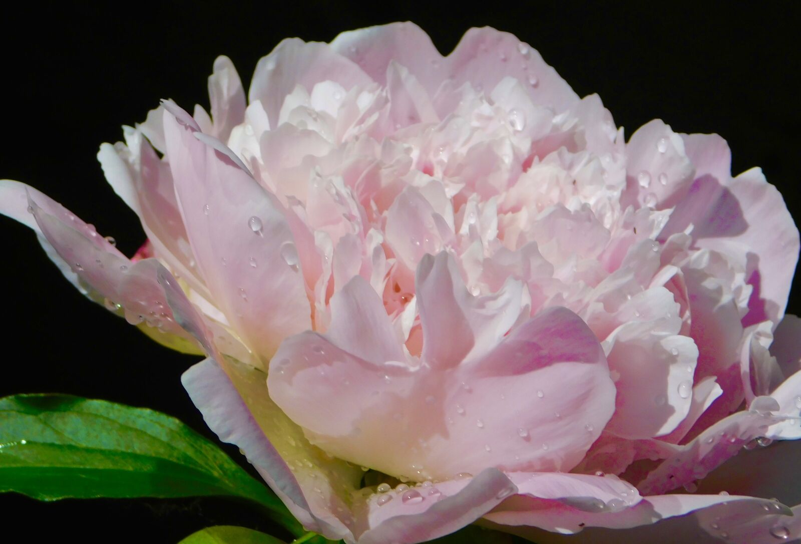 Nikon Coolpix B500 sample photo. Macro, peony, flower photography