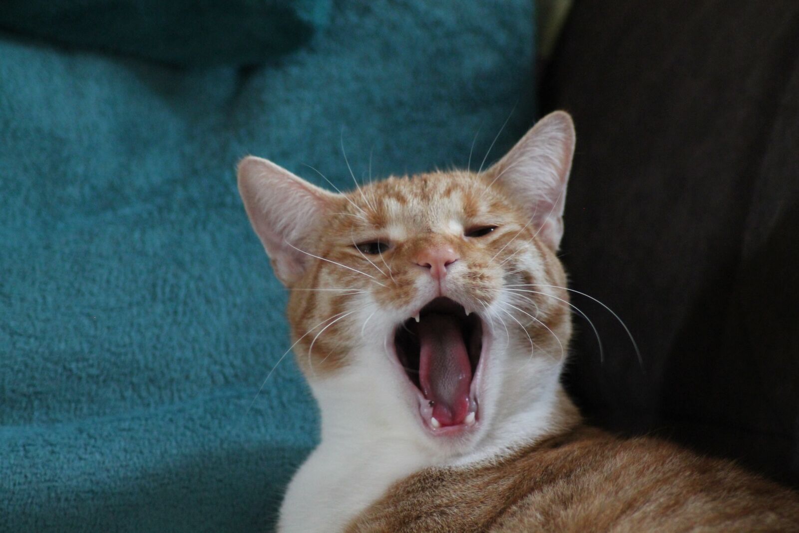 Canon EOS 1100D (EOS Rebel T3 / EOS Kiss X50) sample photo. Cat, animal, pet photography