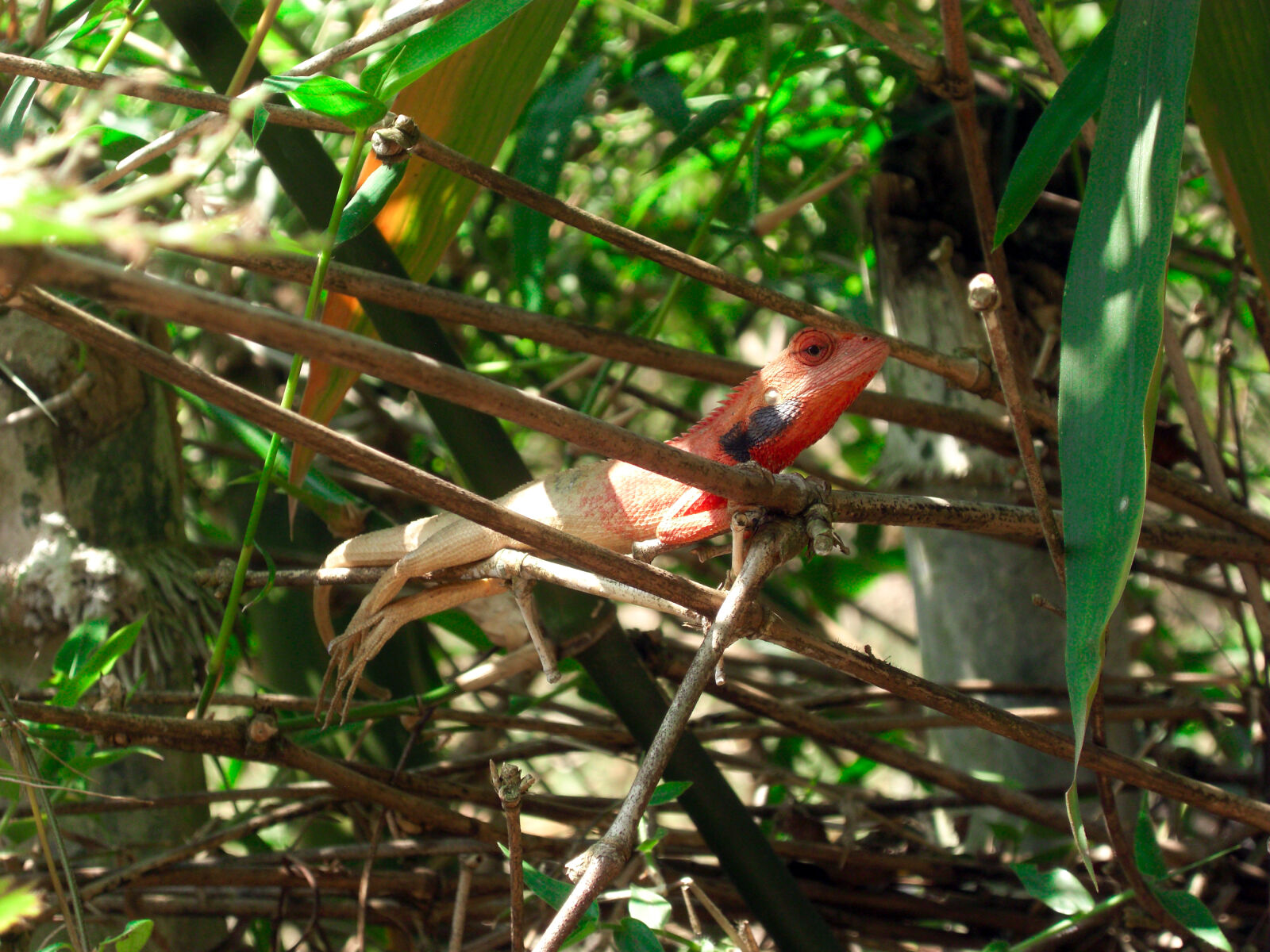 CASIO EX-Z1200 sample photo. Animal, forest, gecko, green photography
