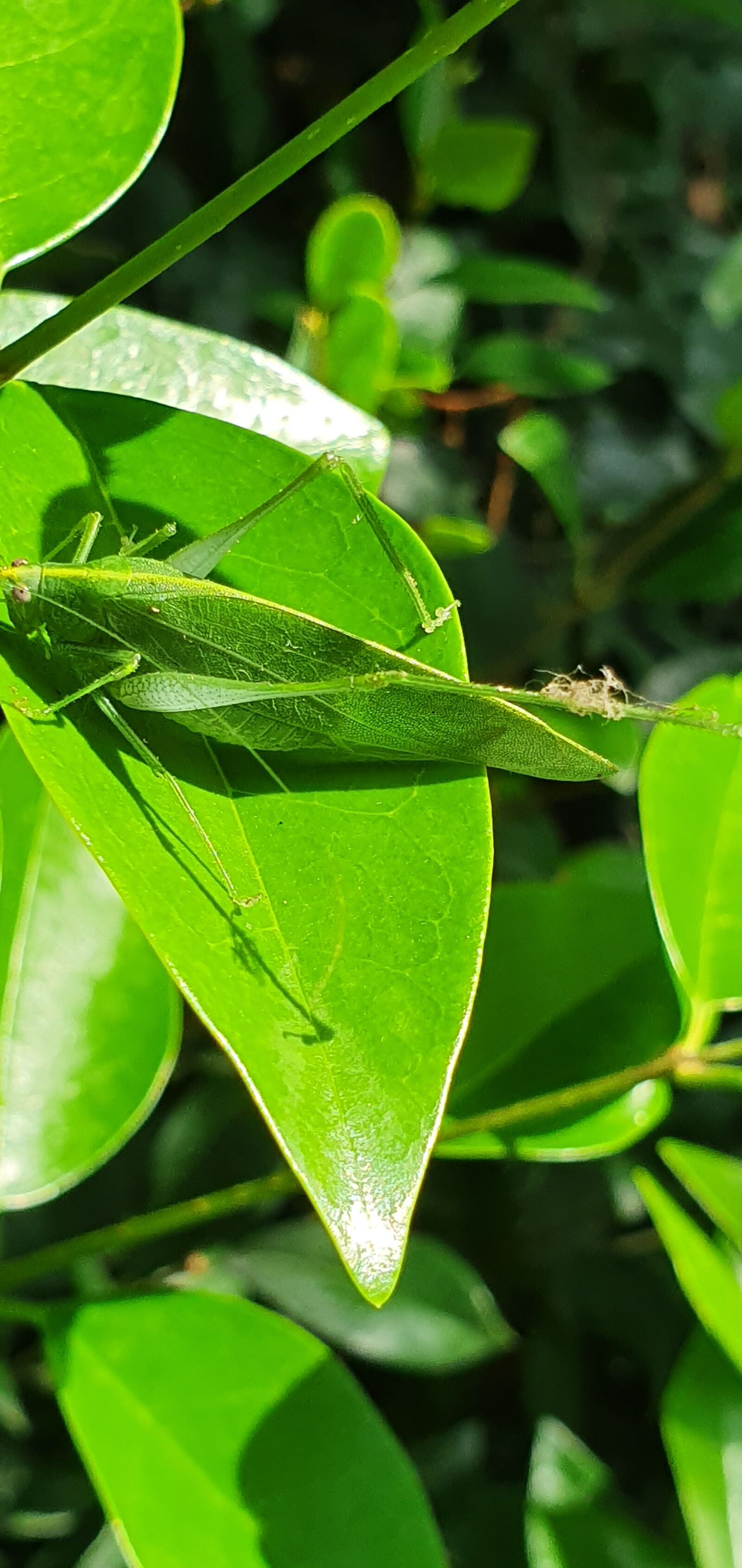 Samsung Galaxy S10 sample photo. Leaf insect, green, nature photography