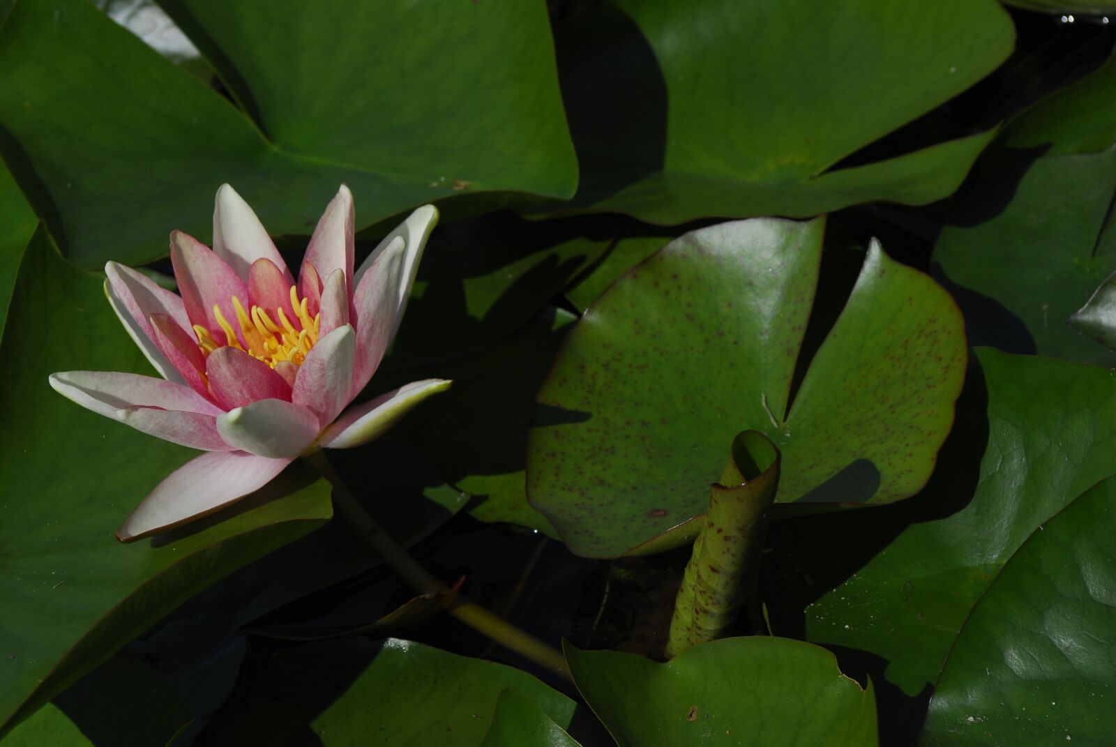 Nikon D200 sample photo. Lotus, leaf, plant photography