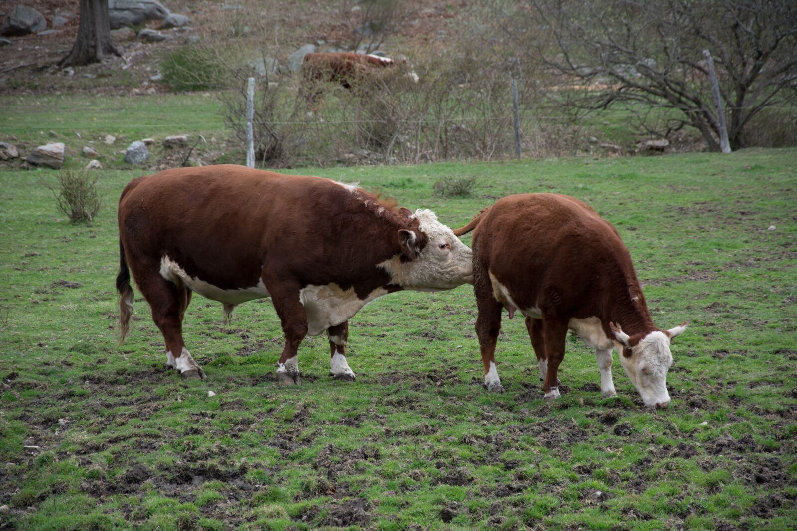 Nikon D7100 sample photo. Cow, farm, animal photography